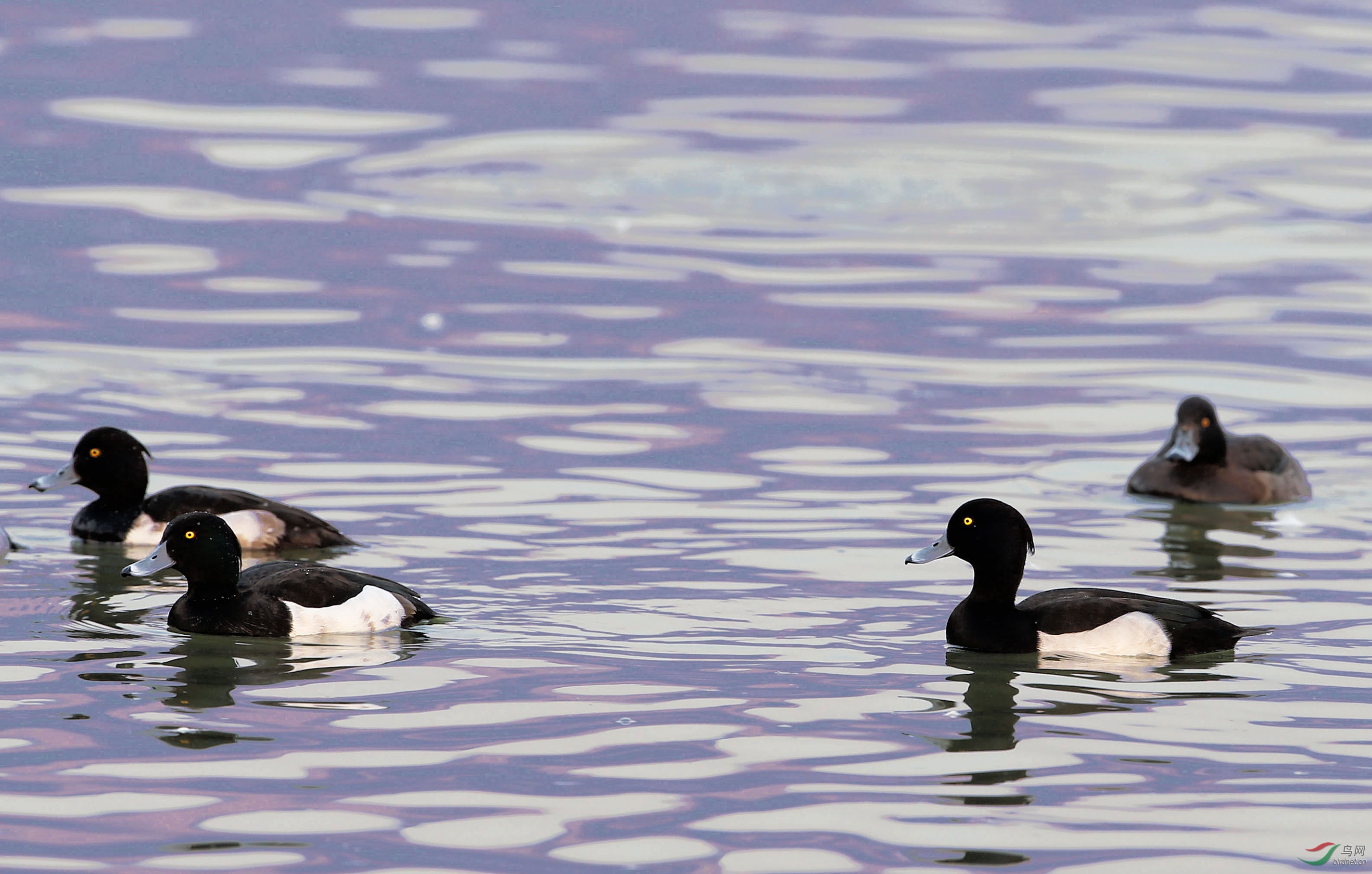 過冬的水鳥——鳳頭潛鴨