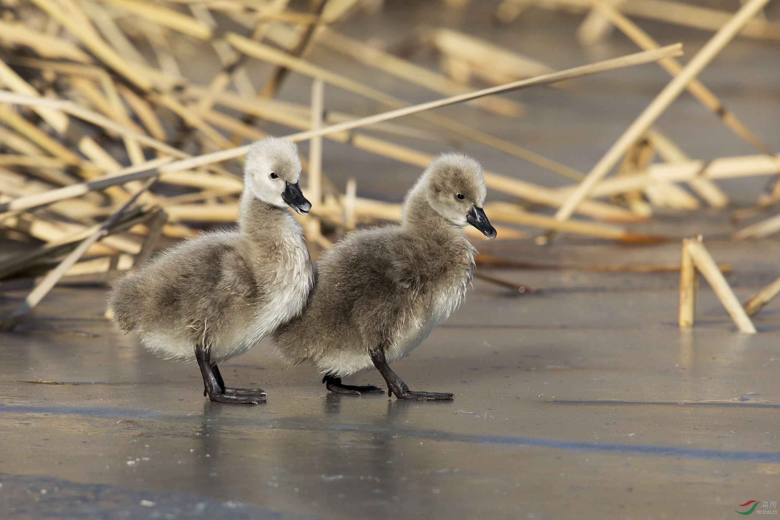 黑天鹅的两个小宝宝