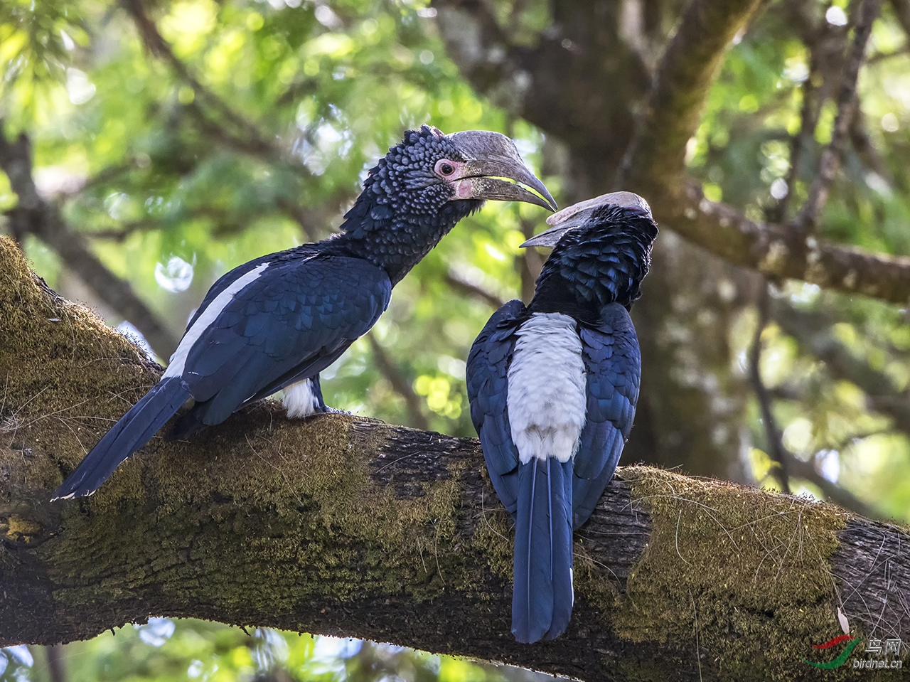 噪犀鸟噪犀鸟卿卿我我祝贺荣获首页精华