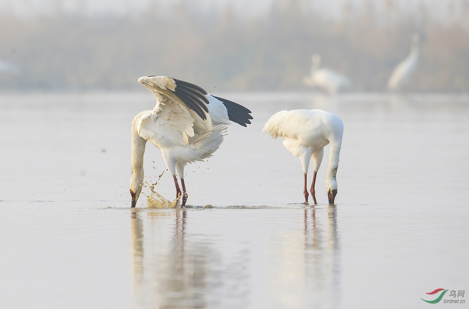 觅食的白鹤