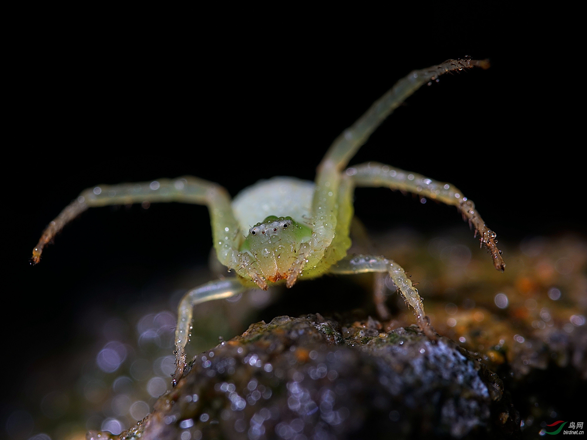 大头蚁蟹蛛图片