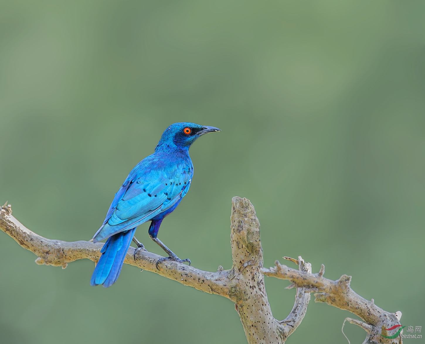 蓝耳丽椋鸟蓝耳丽椋鸟贺获每日精华