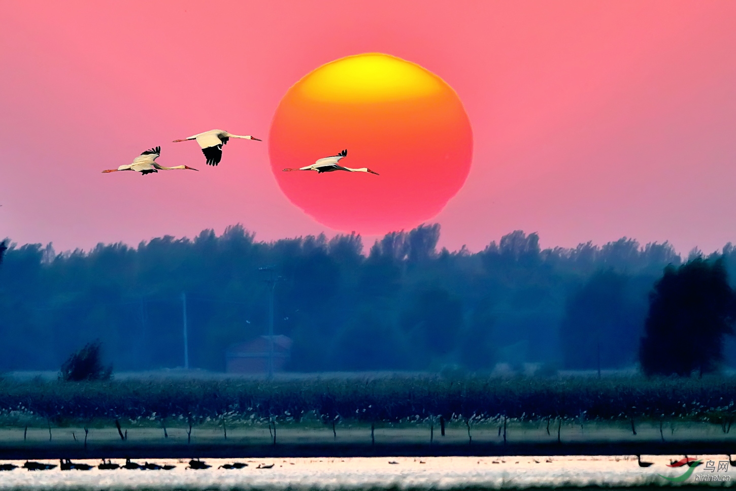 仙鹤飞向太阳的图片图片