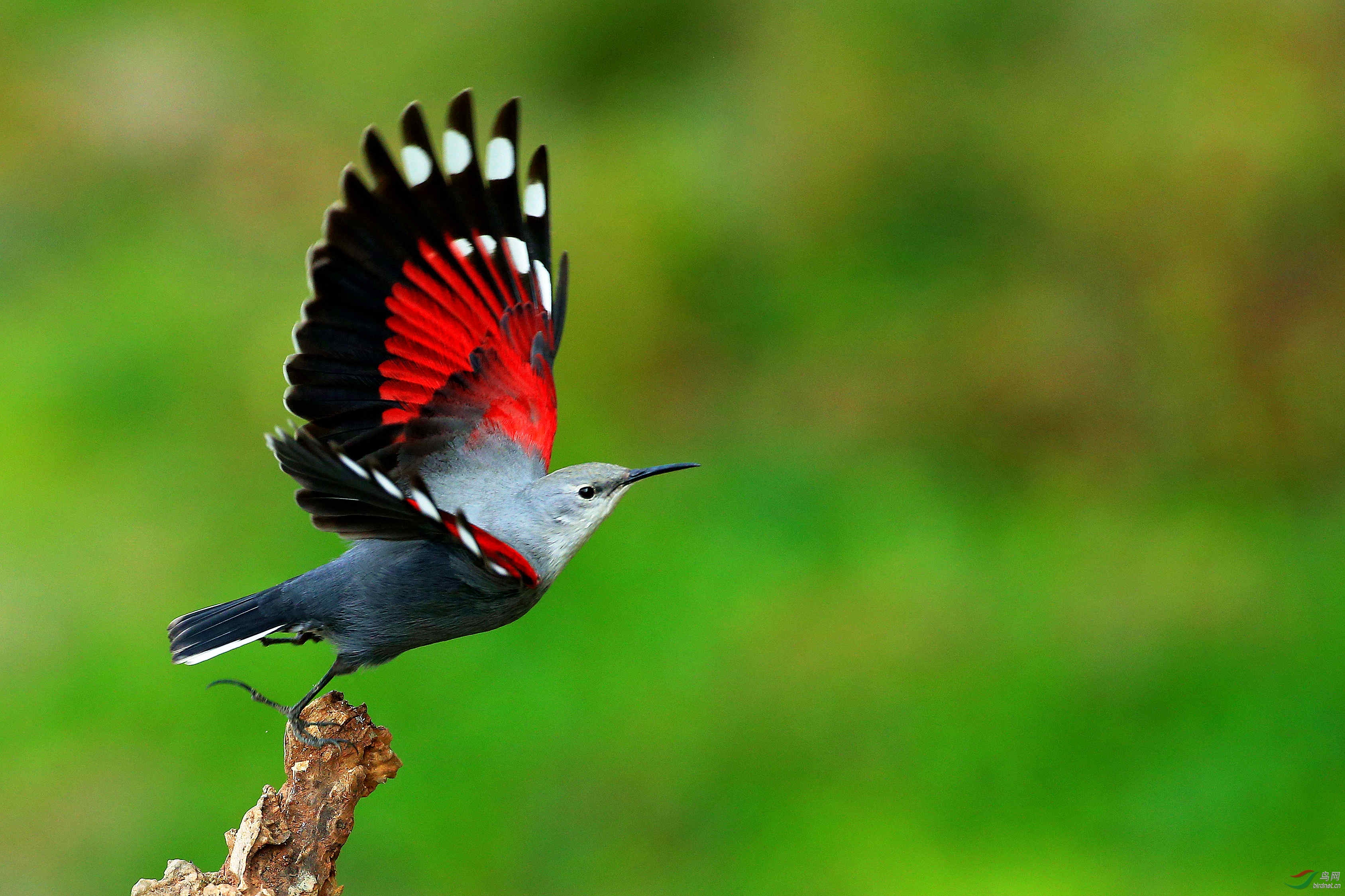 红翅旋壁雀起飞荣获鸟类每日精华
