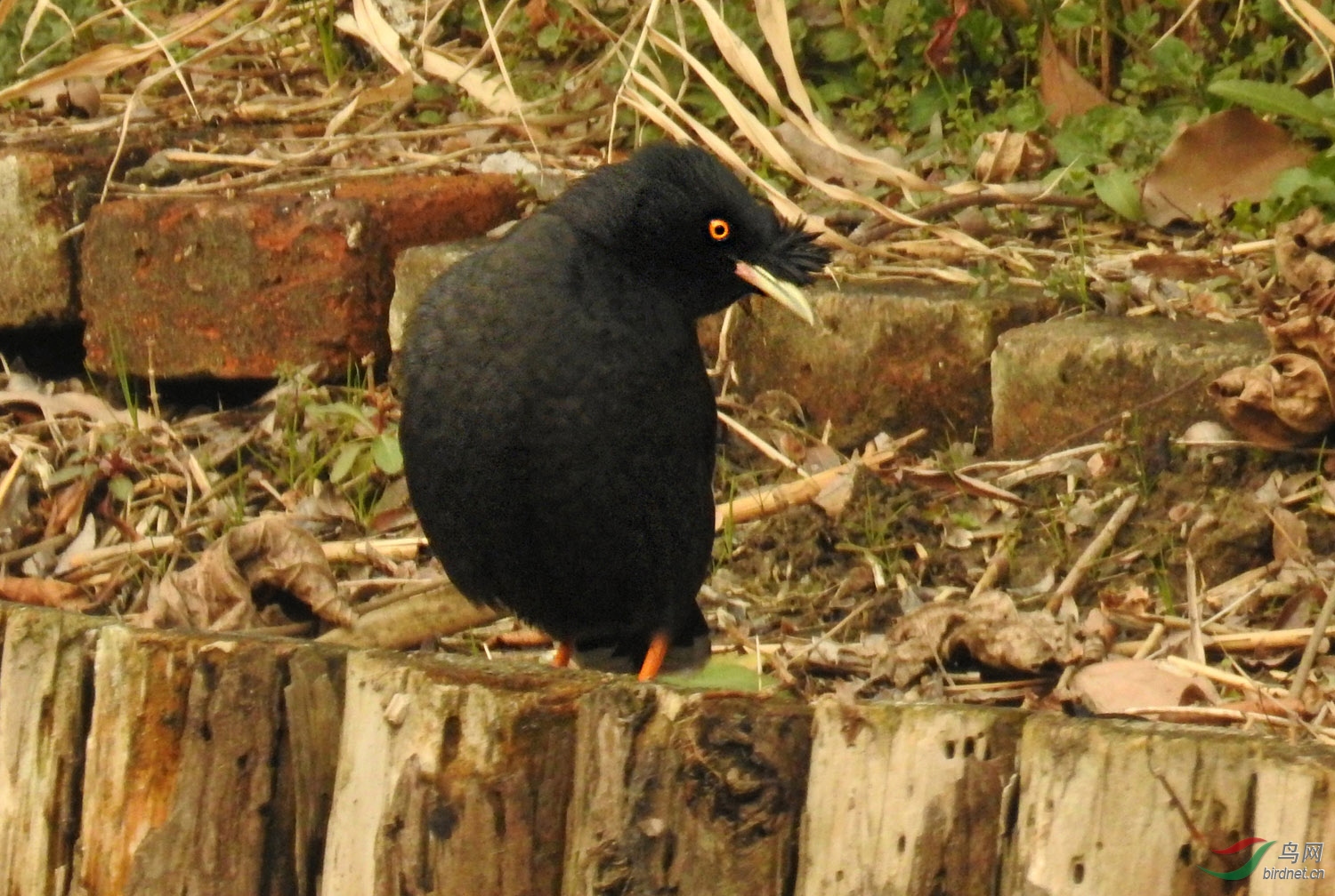 DSCN2802 ����.jpg