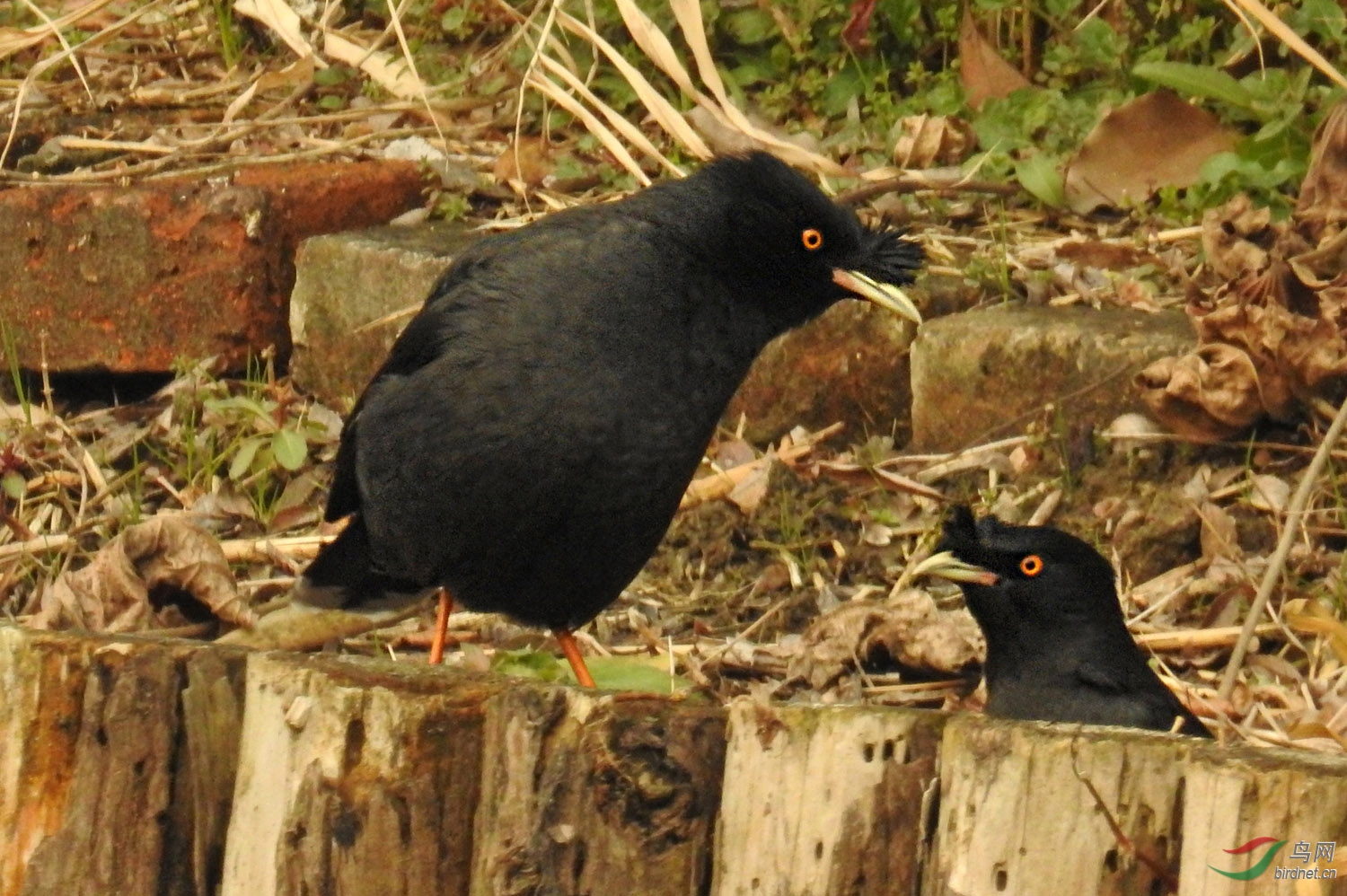 DSCN2804 ����.jpg