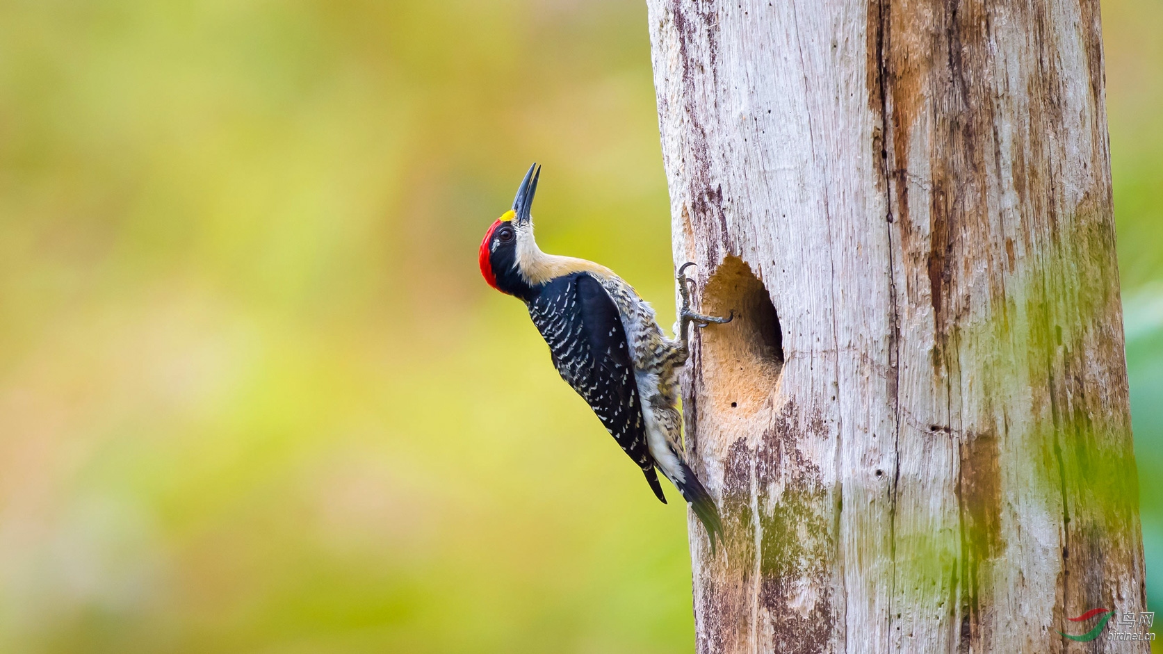 橡树啄木鸟