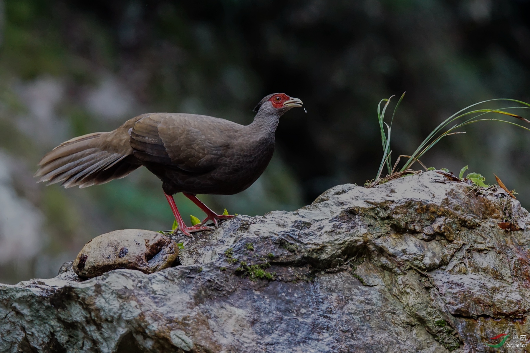 湘版朋友周末愉快白鹇