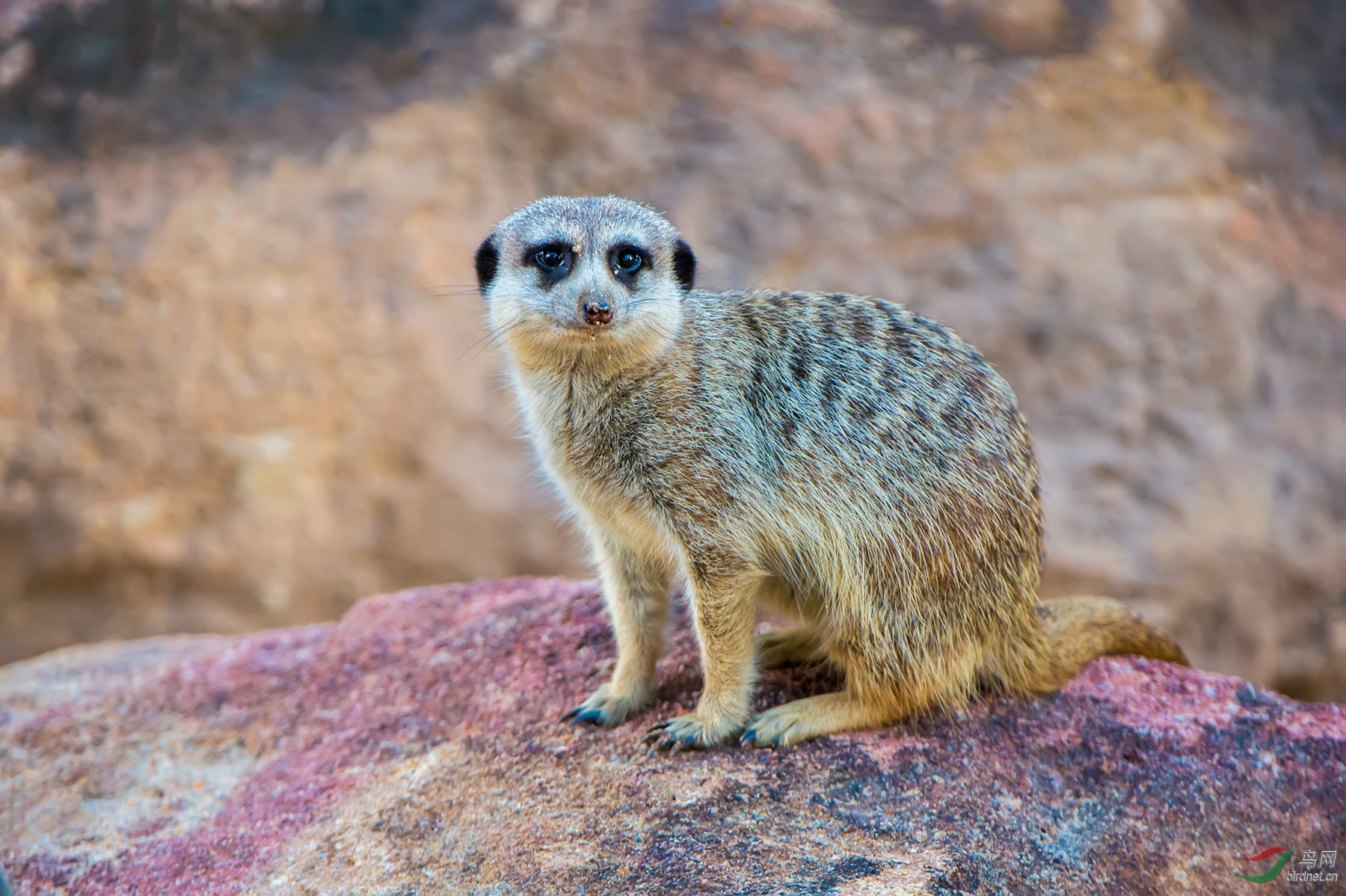 狐獴(祝贺首页精华)