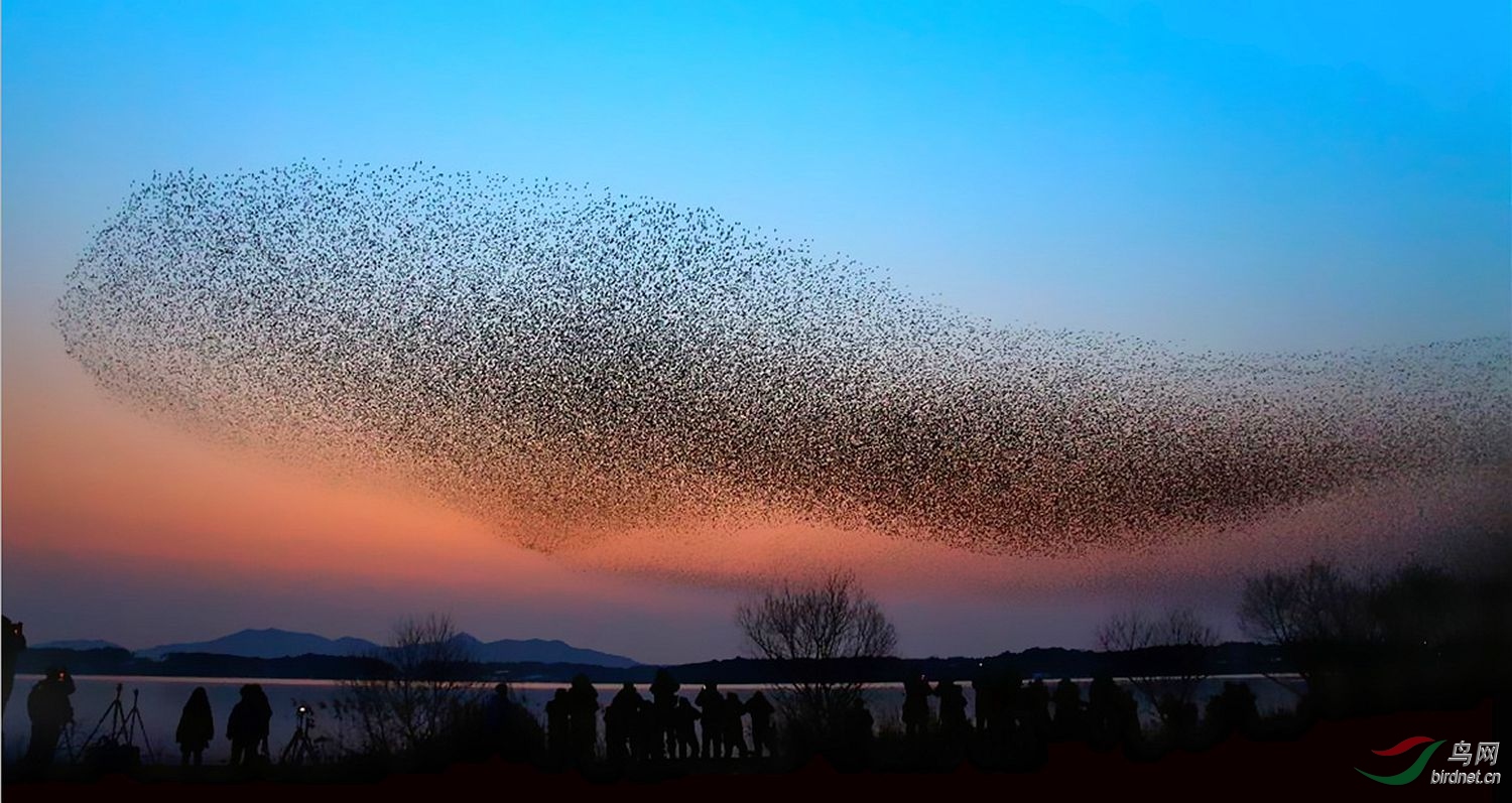 [水鸟] 鸟浪奇观---(恭贺首页精华)