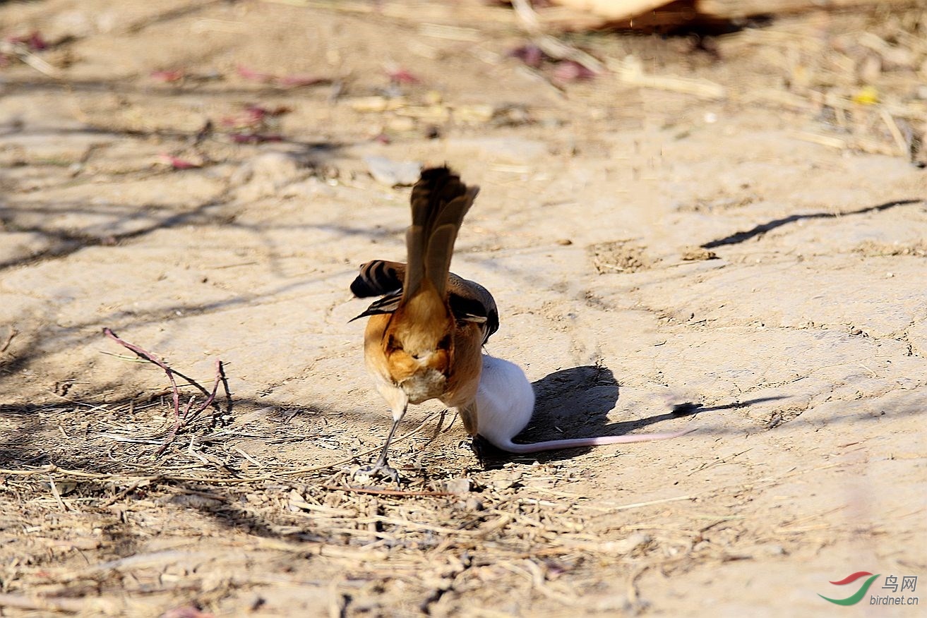林间伯劳扑抓老鼠