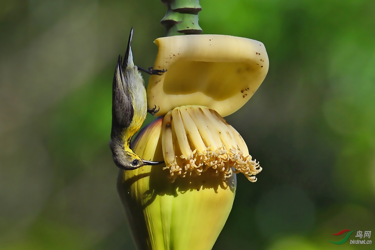 黄香蕉花鸟图