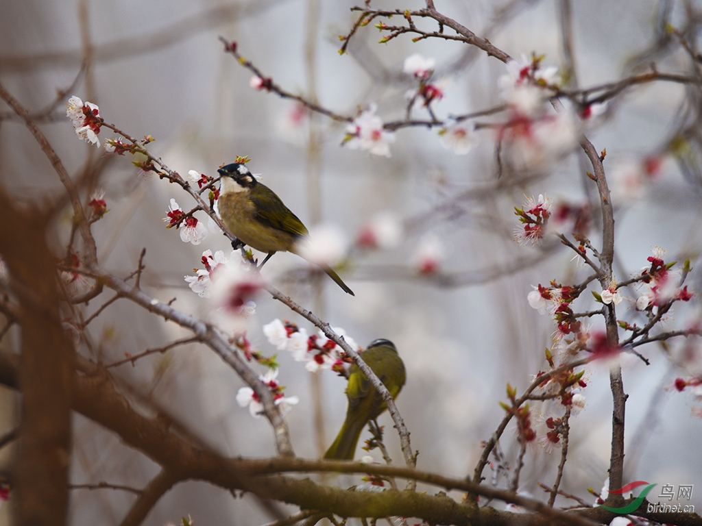 红杏枝头春意闹