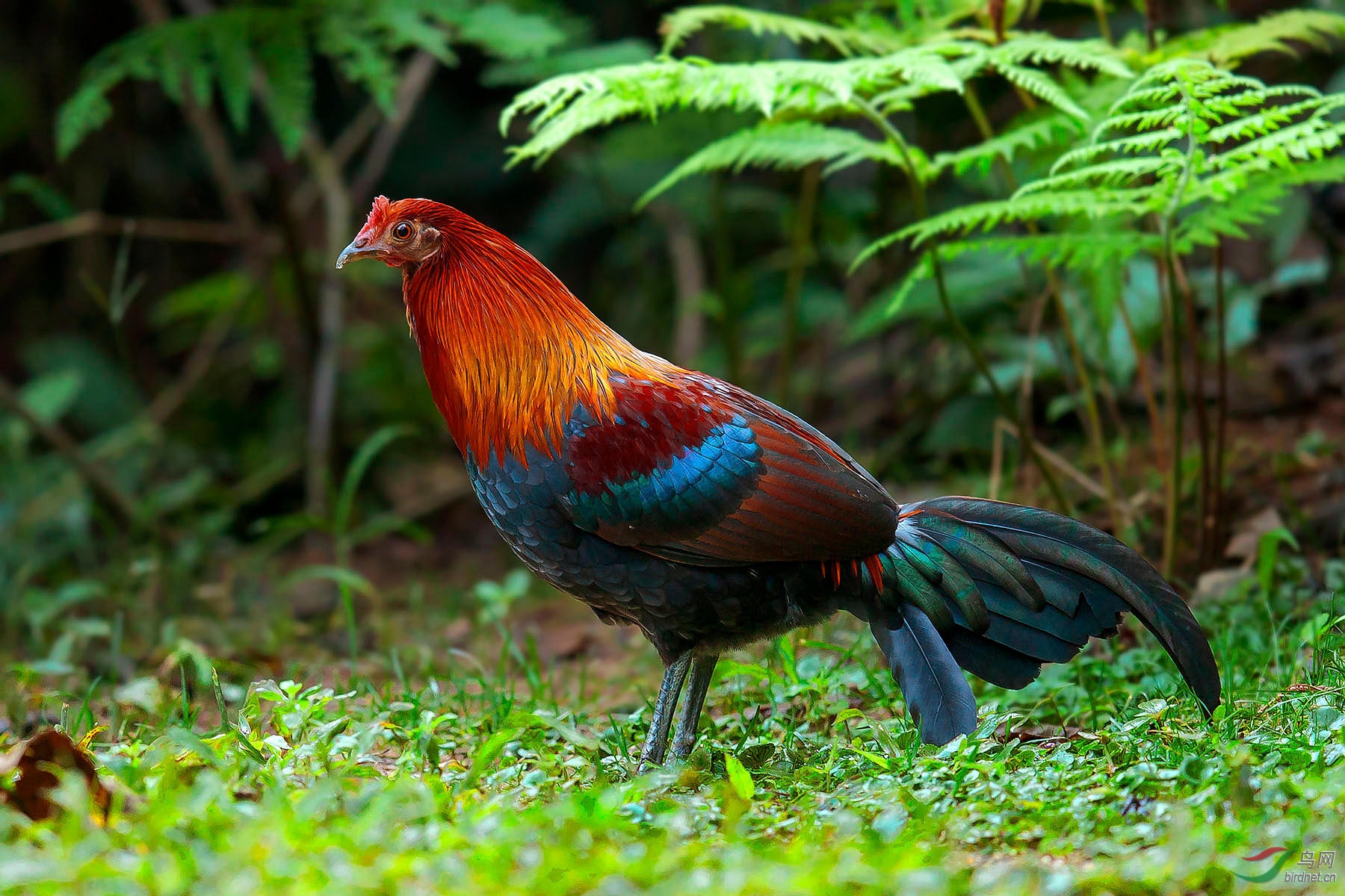 大红原鸡来加油