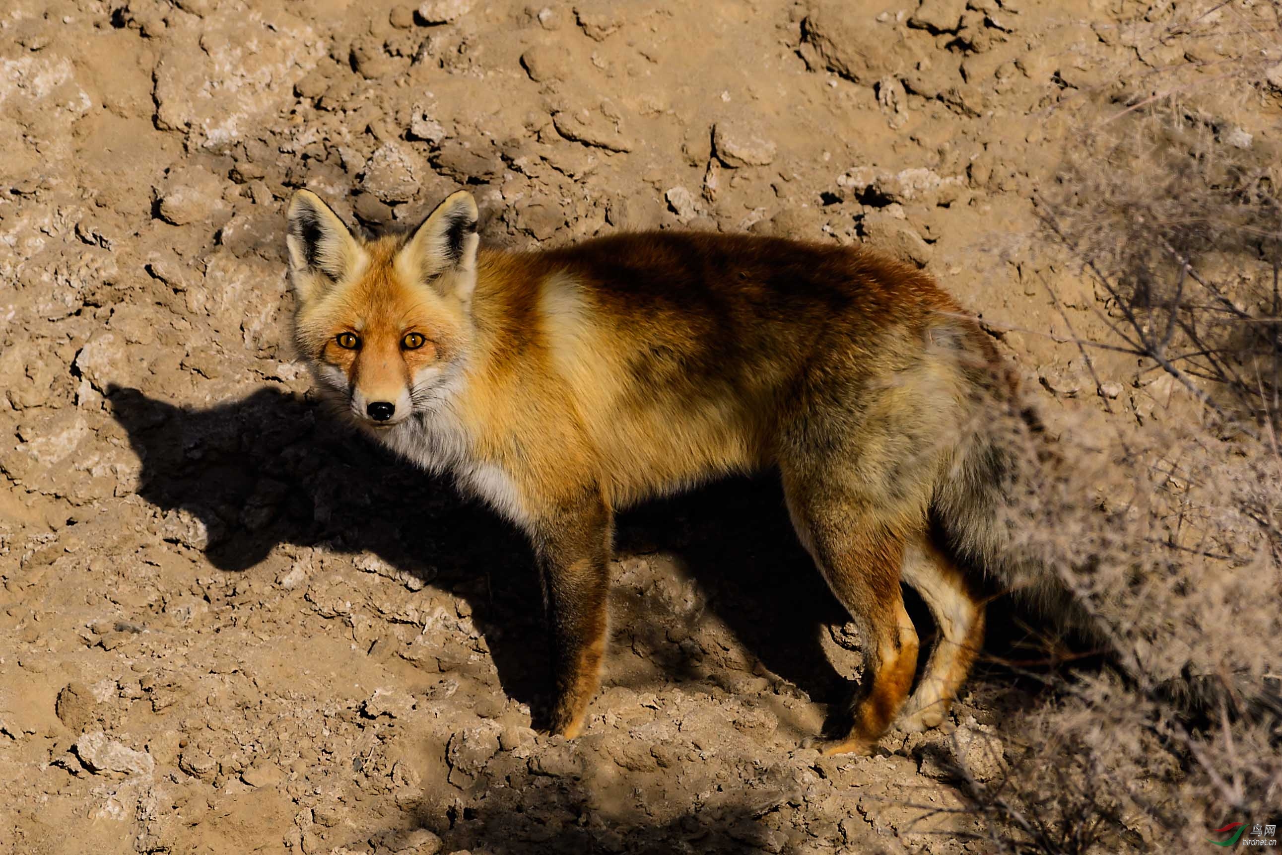 妩媚的戈壁狐狸多场景