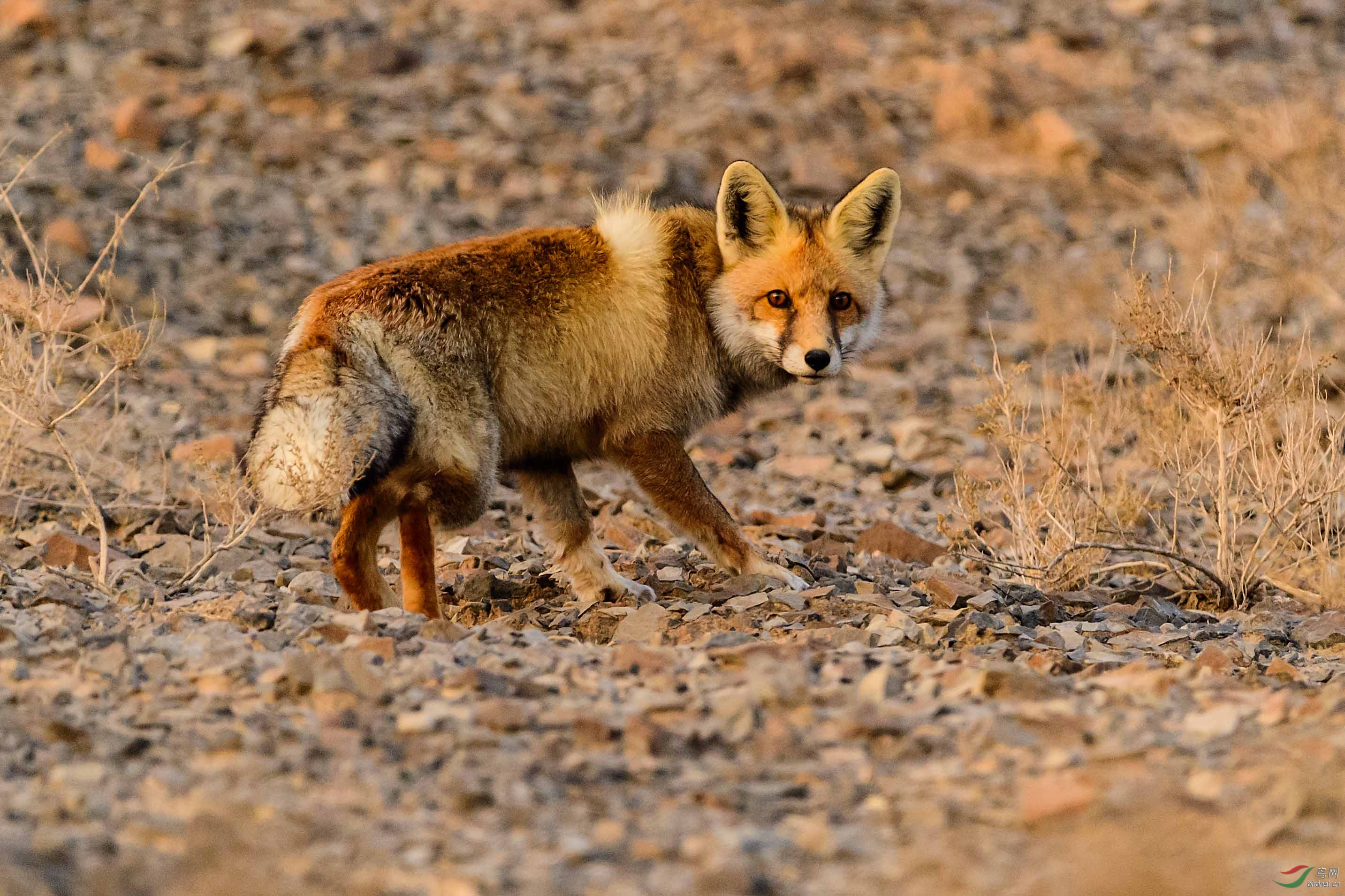 妩媚的戈壁狐狸多场景