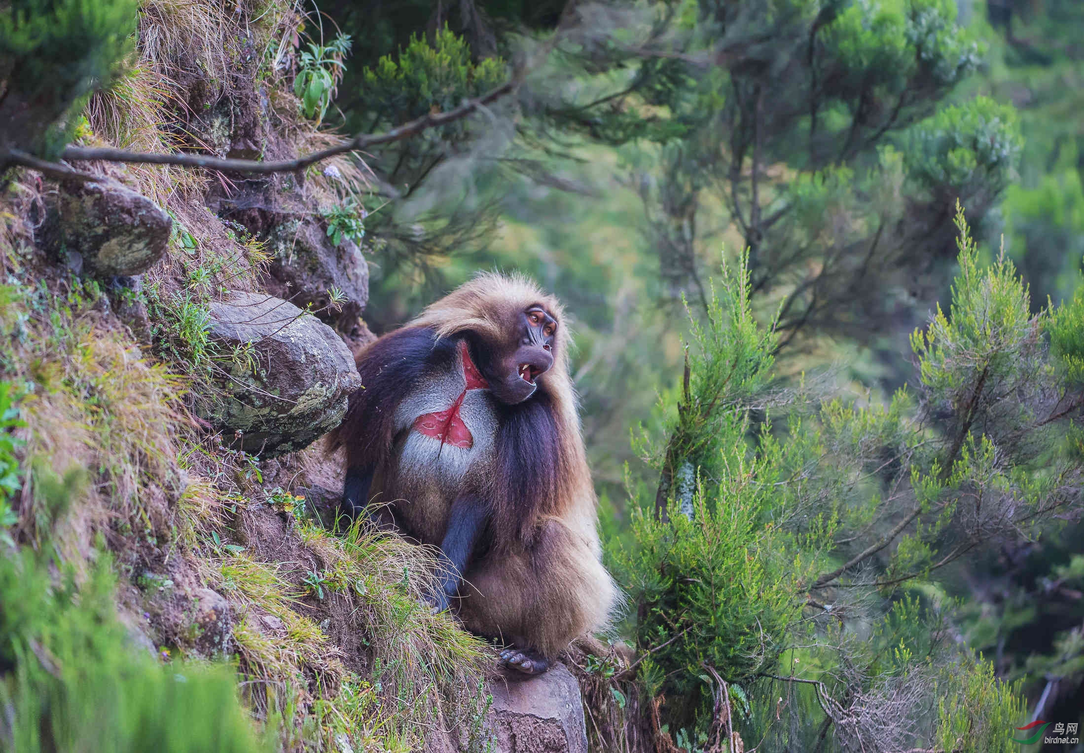 狮尾狒祝贺荣获首页动物精华