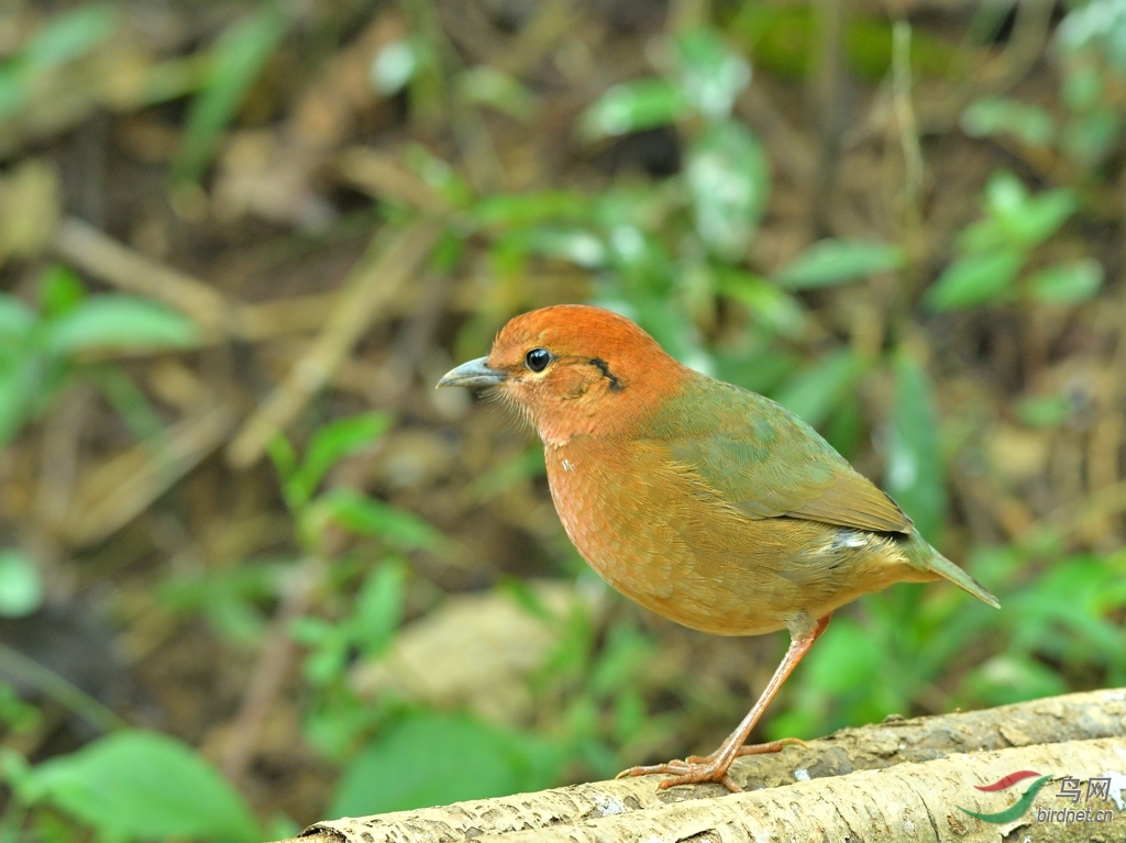 栗头八色鸫 - 上海版 shanghai 鸟网