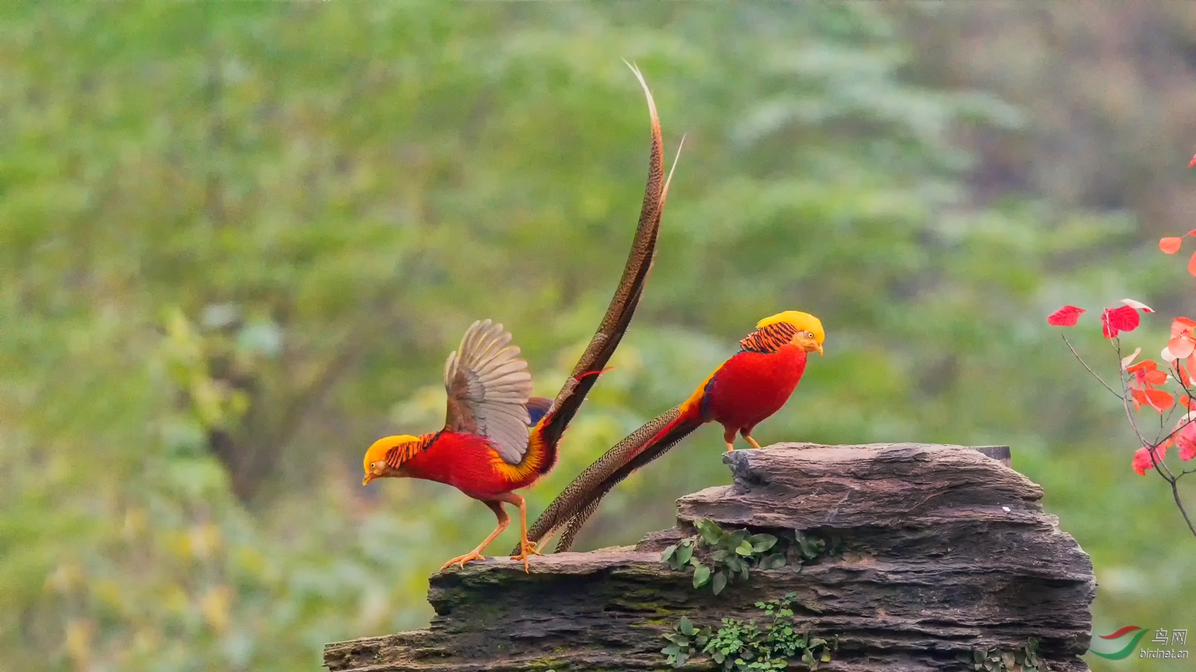 红鸡尾巴翘起来