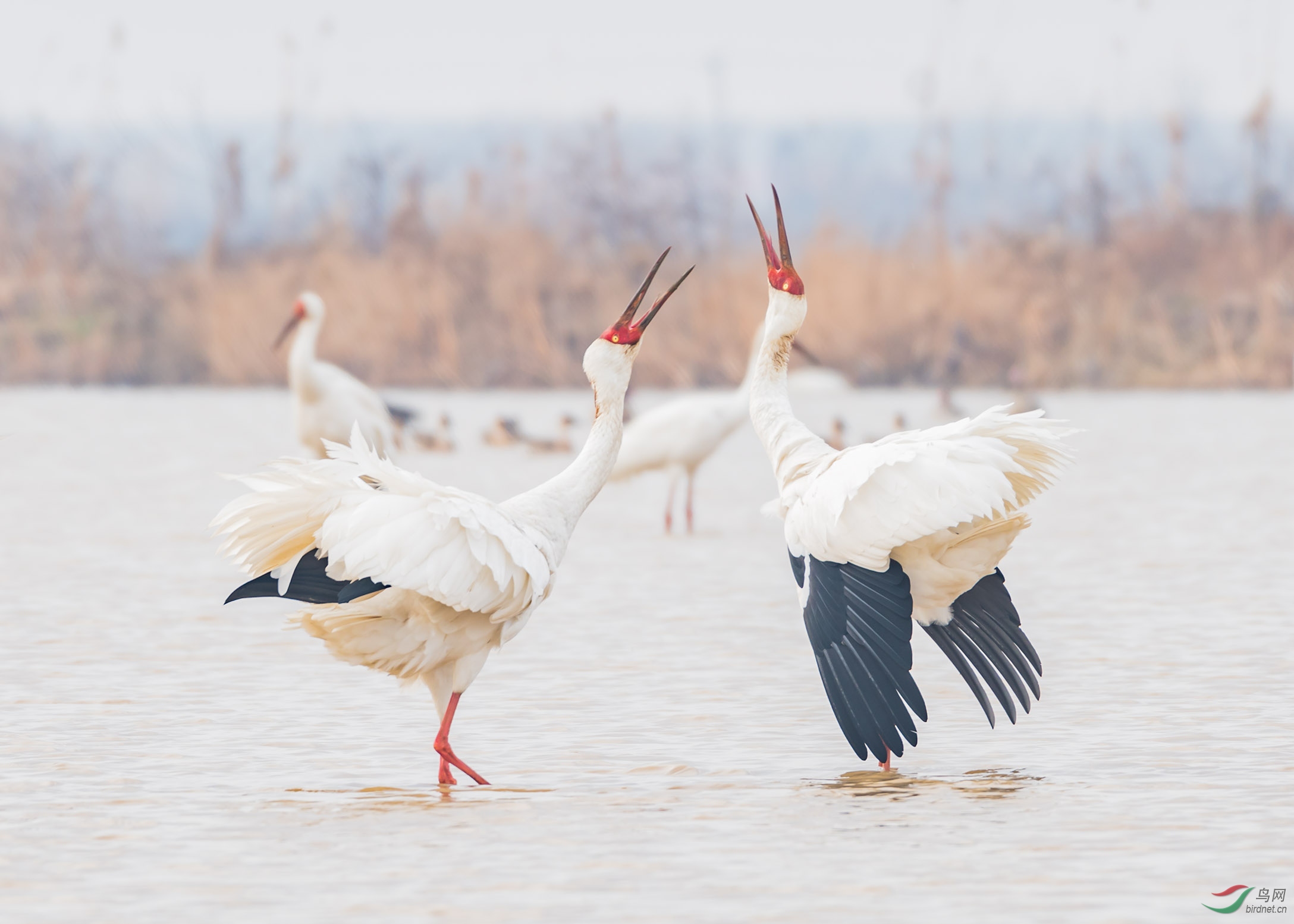 白鹤漫舞(恭贺获综合精华!