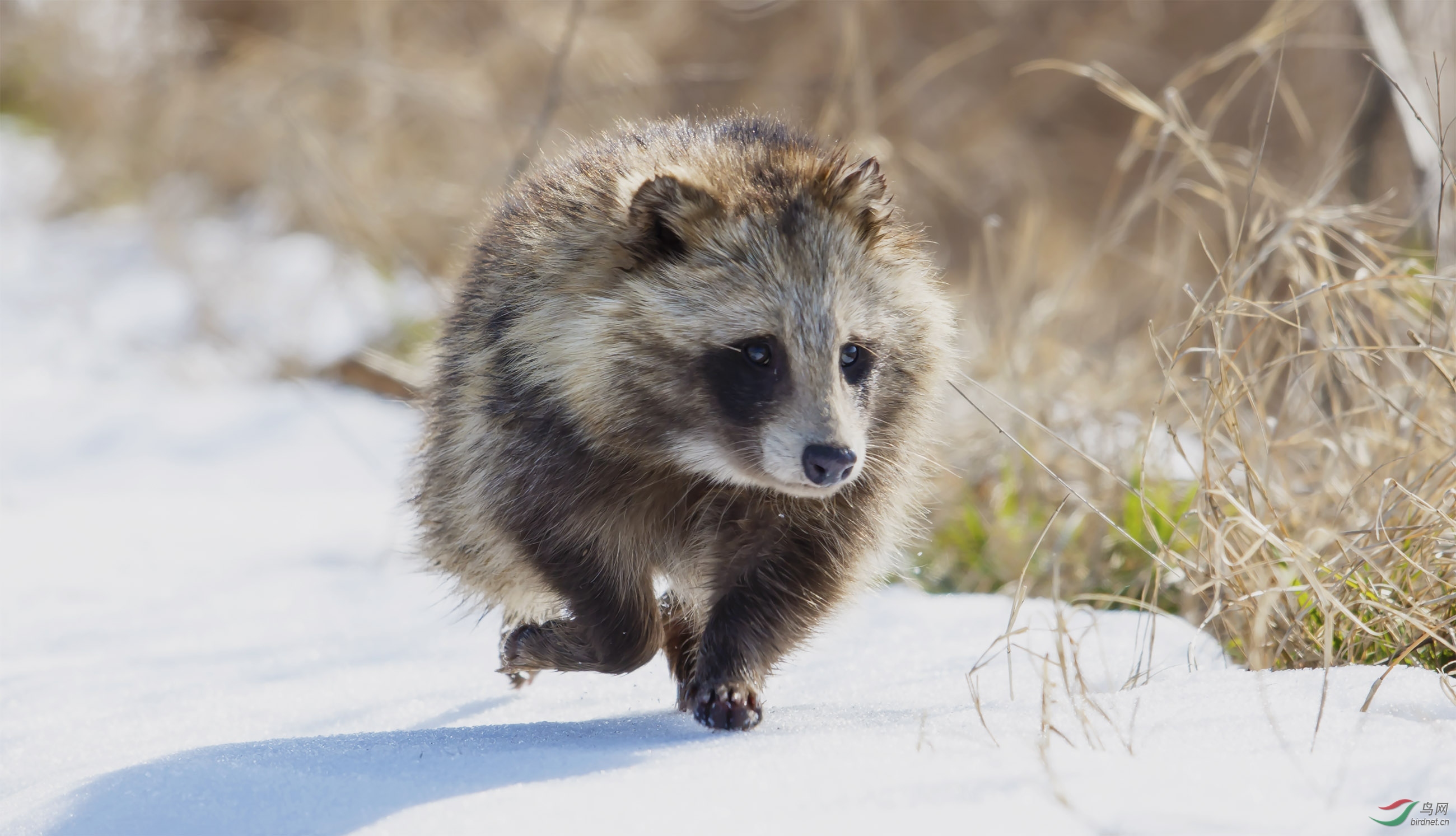 一丘之貉獾乐跑
