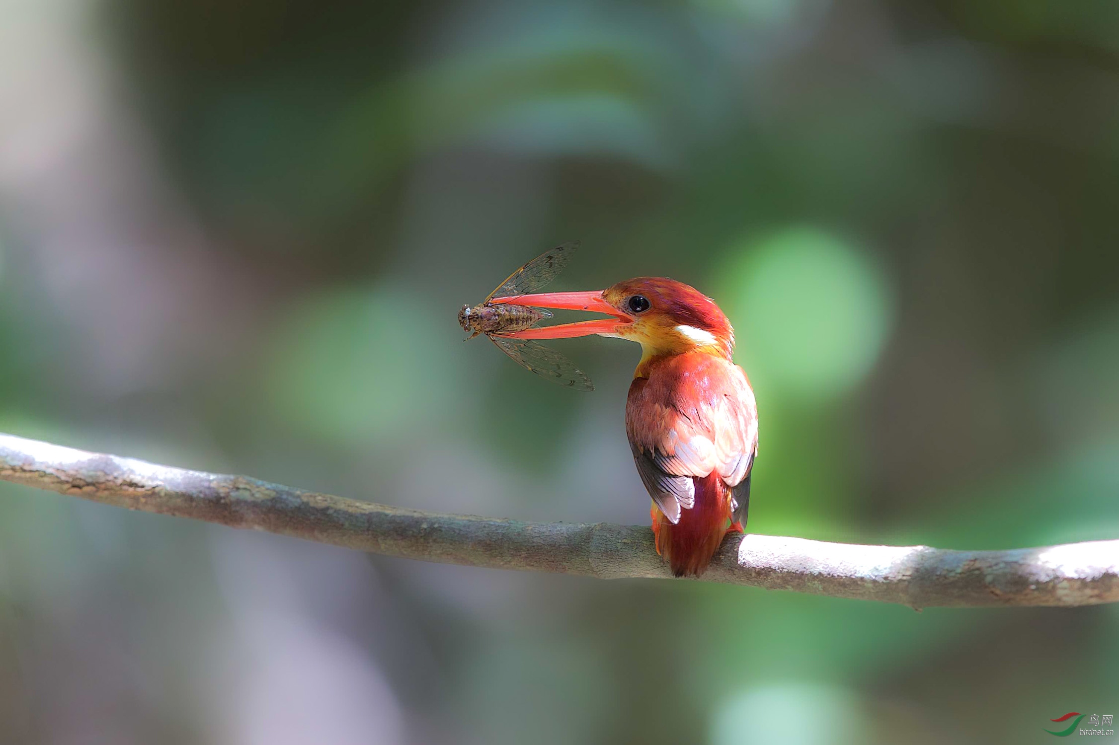 棕背三趾翠鸟漂亮的捕捉能手棕背三趾翠鸟