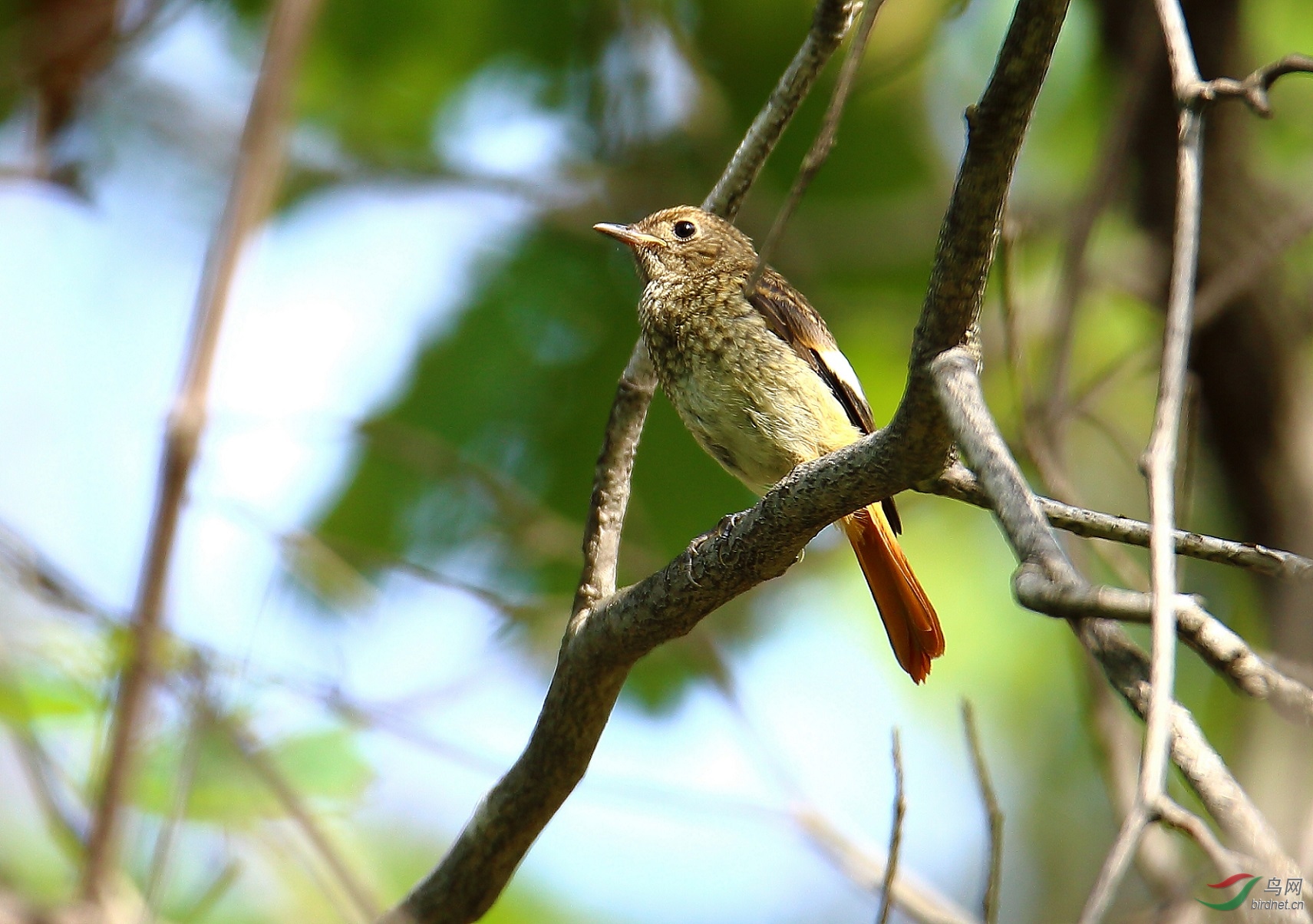 求鸟名拍摄于大连横山寺公园