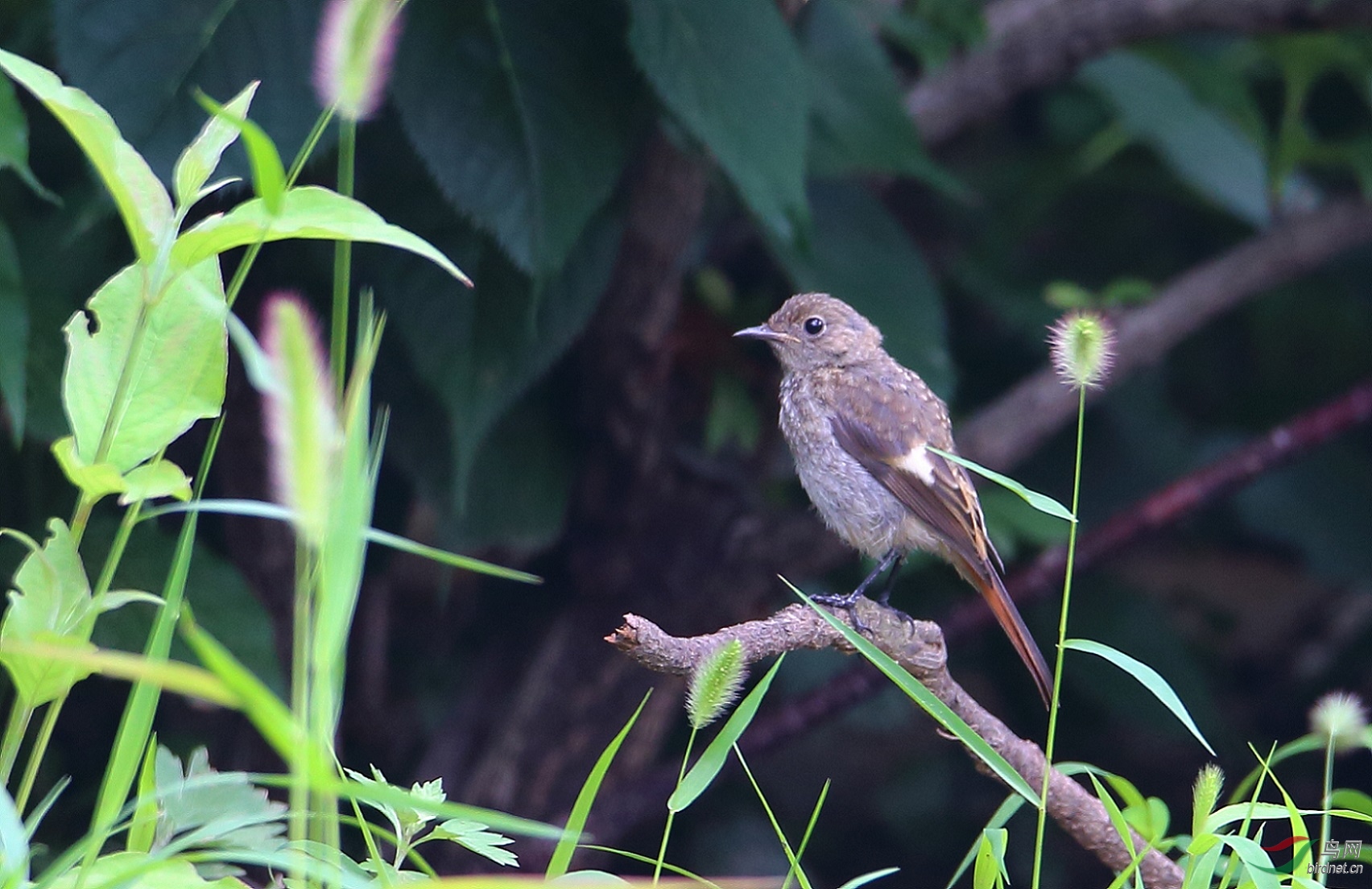 求鸟名拍摄于大连横山寺公园