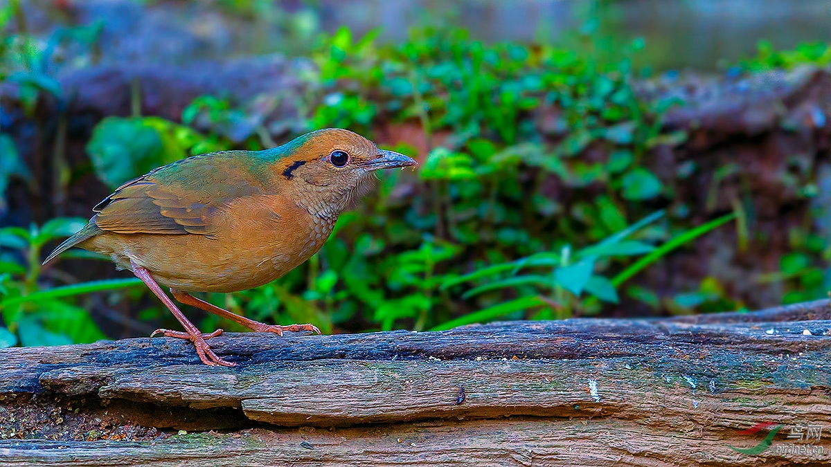 栗头八色鸫 - 拍鸟线路 鸟网