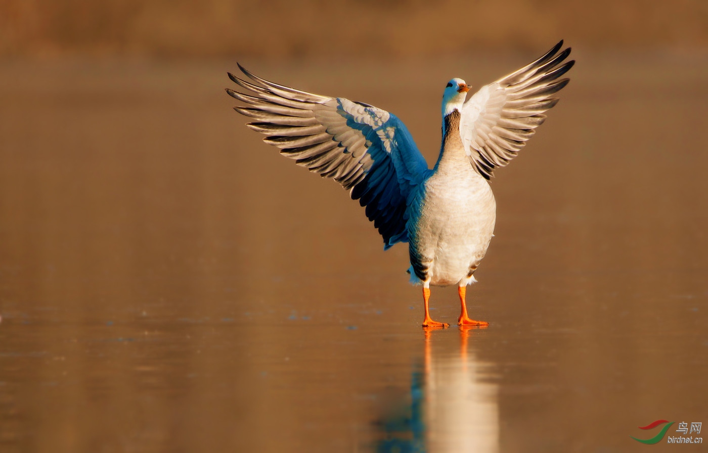 春回大地雁归来
