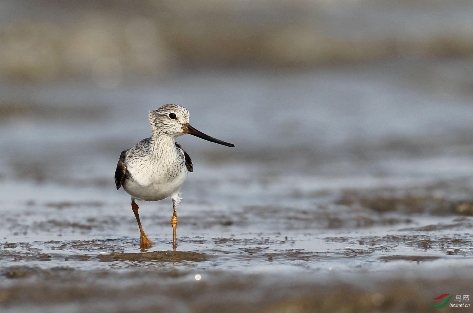 迎面走来翘嘴鹬