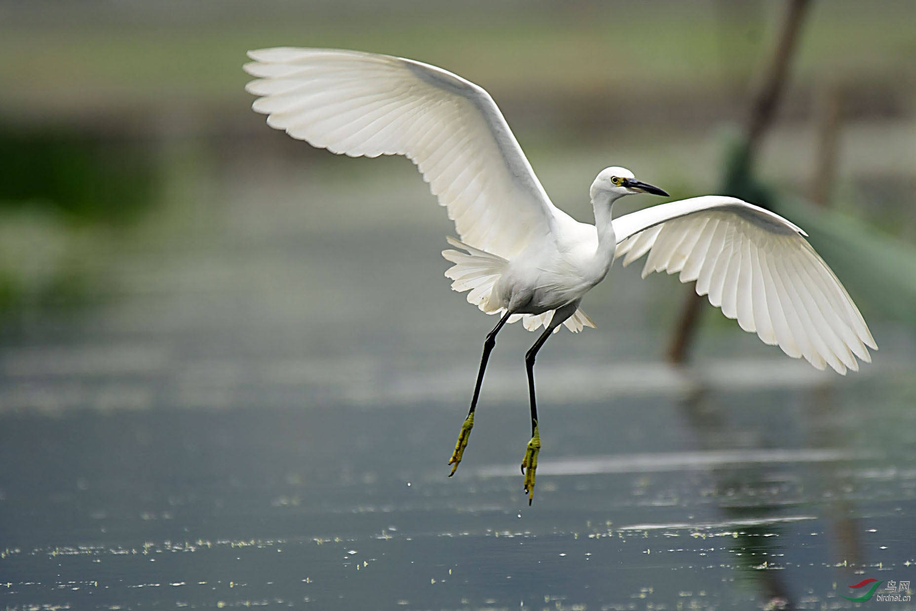水面飞行一一一白鹭