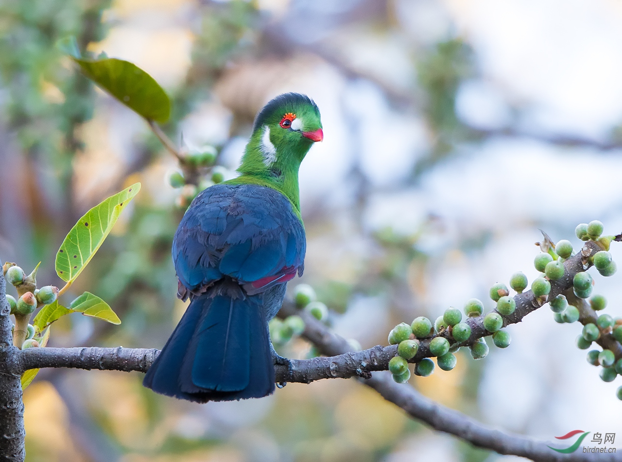 (白颊蕉鹃)回眸——白颊鹪鹃(获首页精华图片)