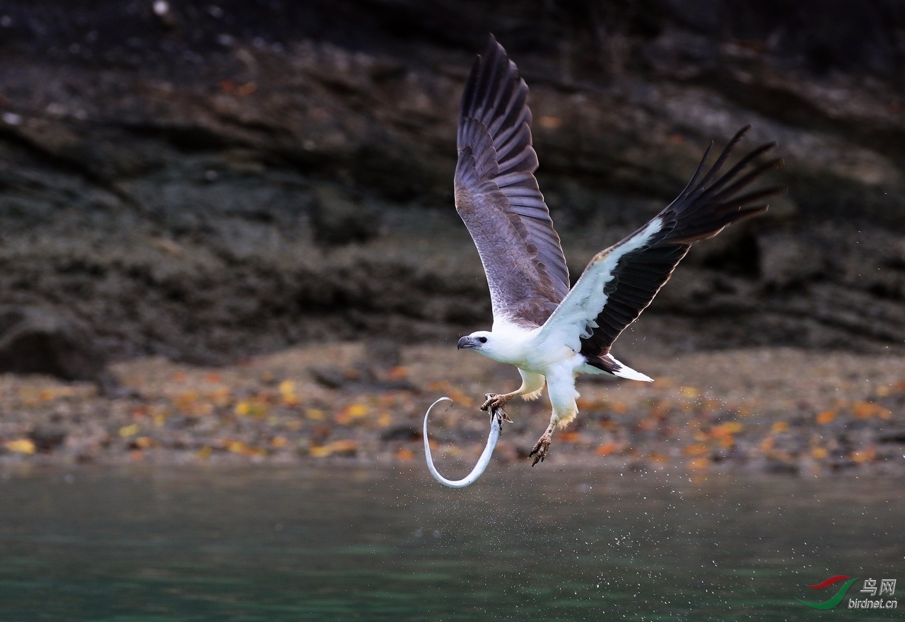 海雕捕鱼