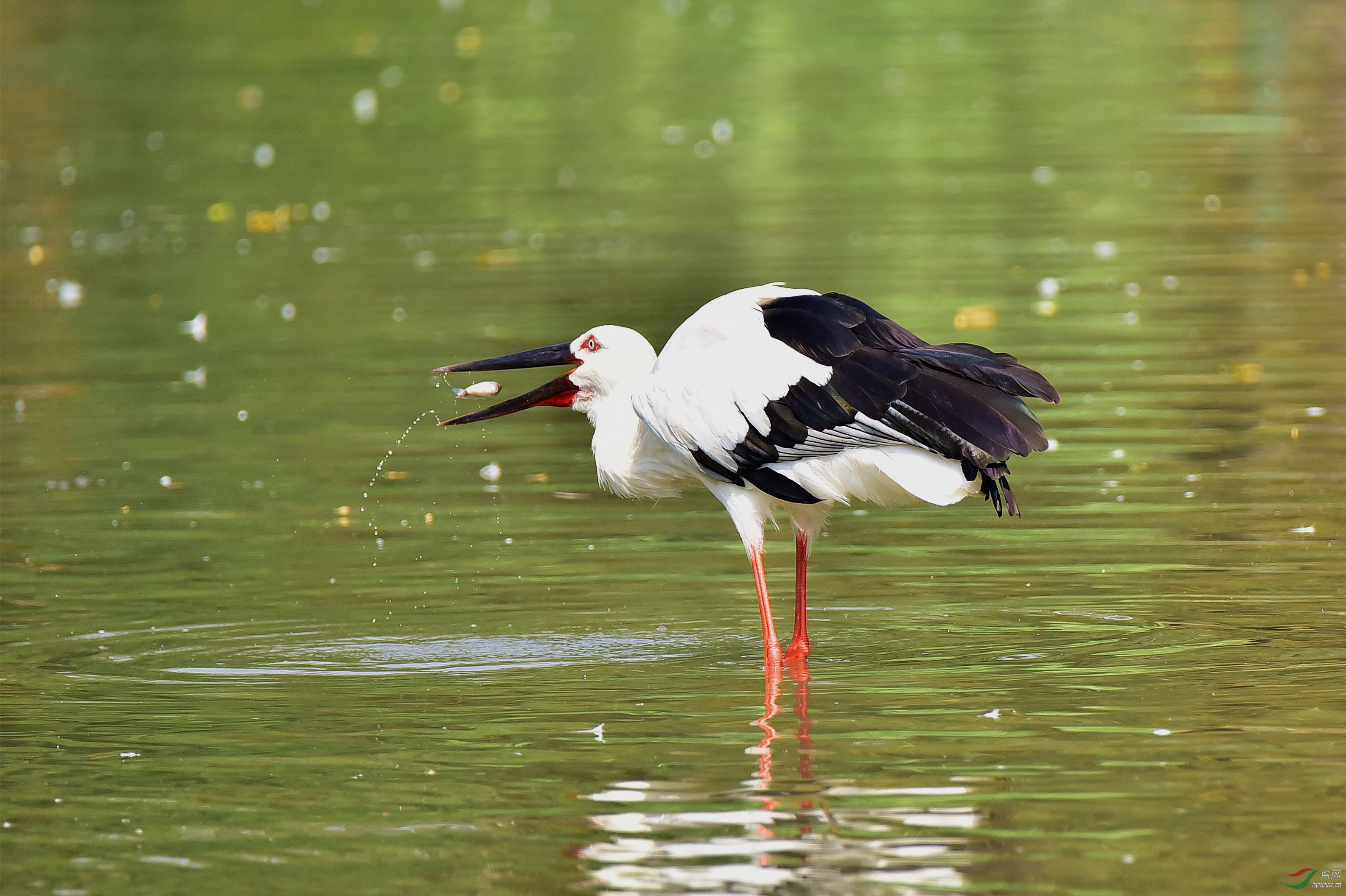 白鹳捕鱼