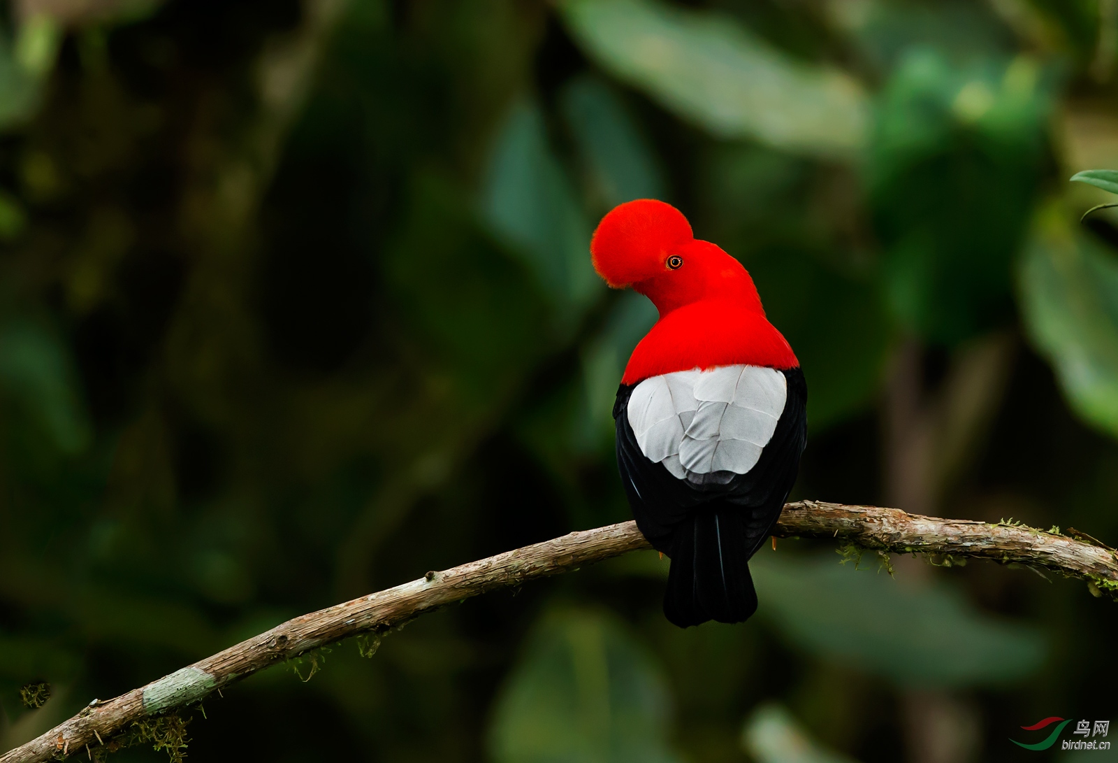 安第斯动冠伞鸟艳丽红冠安第斯动冠伞鸟贺