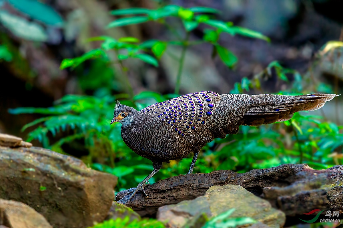 线路缅甸国鸟灰孔雀稚