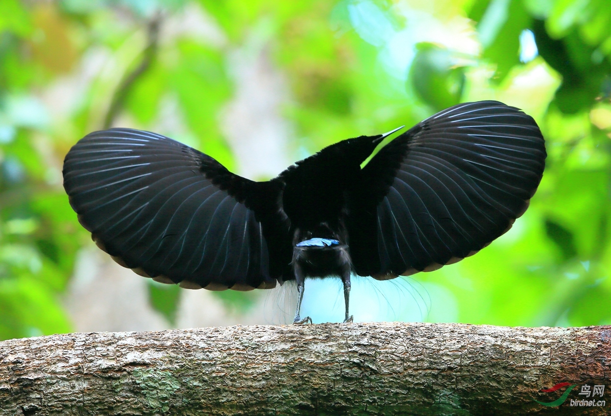 丽色裙风鸟magnificent riflebird.jpg