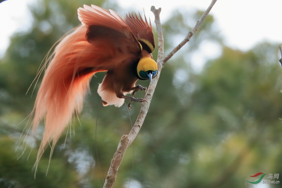 新几内亚极乐鸟raggiana bird-of-paradise.jpg