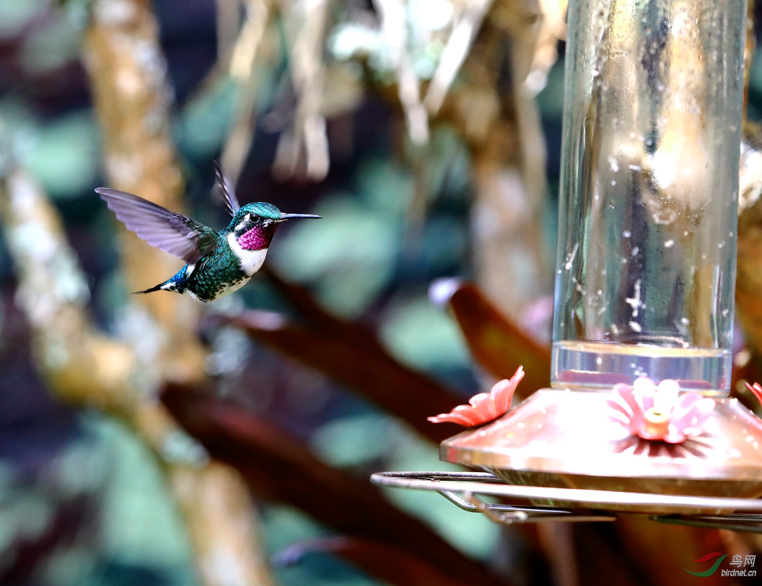 喂食器旁的白腹林蜂鸟
