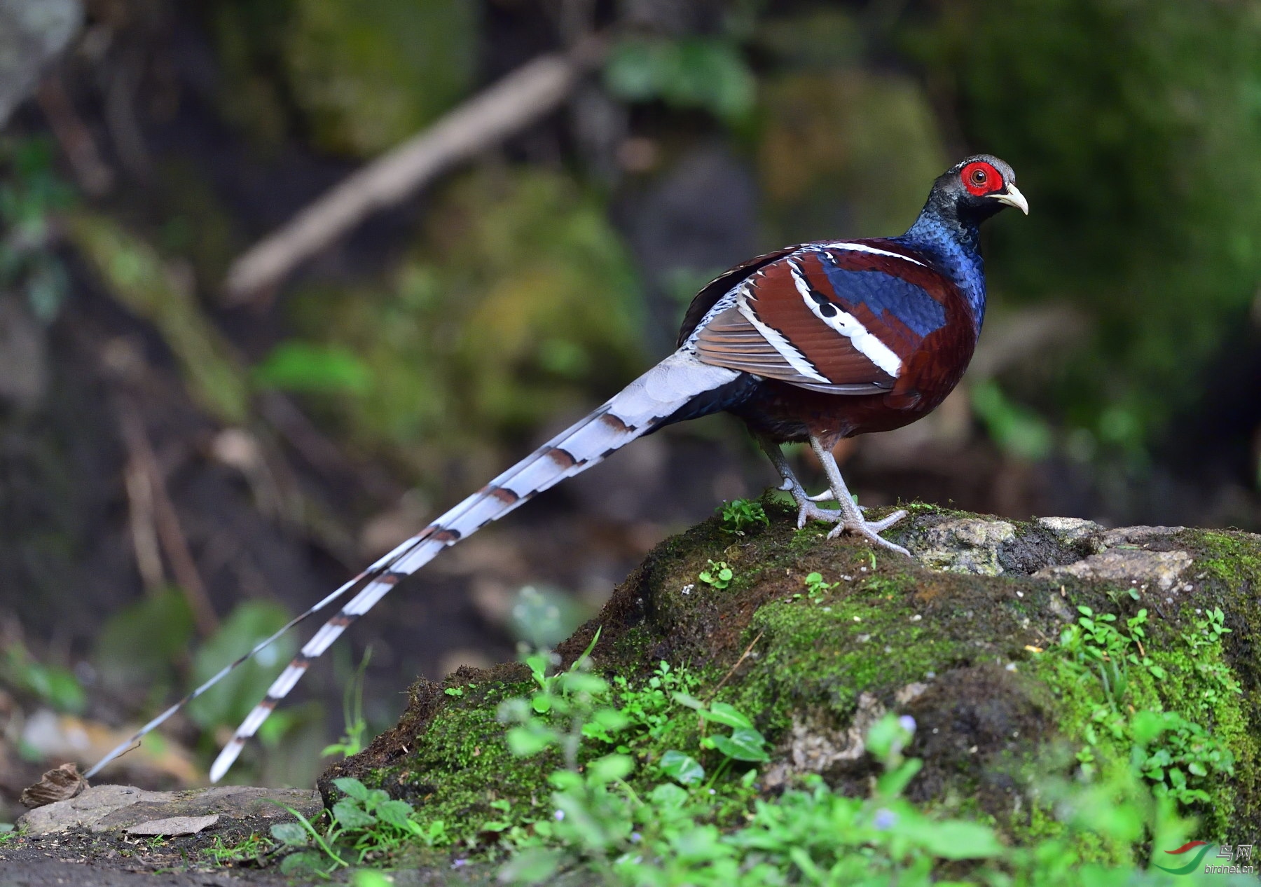 黑颈长尾雉——祝贺冬天的雪老师荣任甘肃版版主
