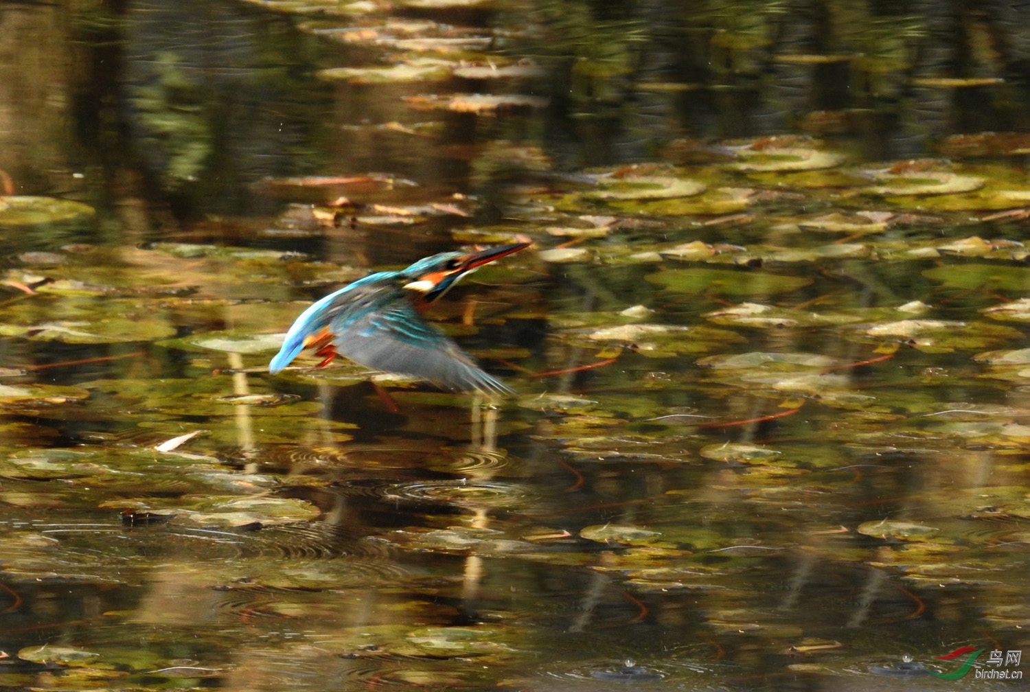 DSCN3174 ����.jpg