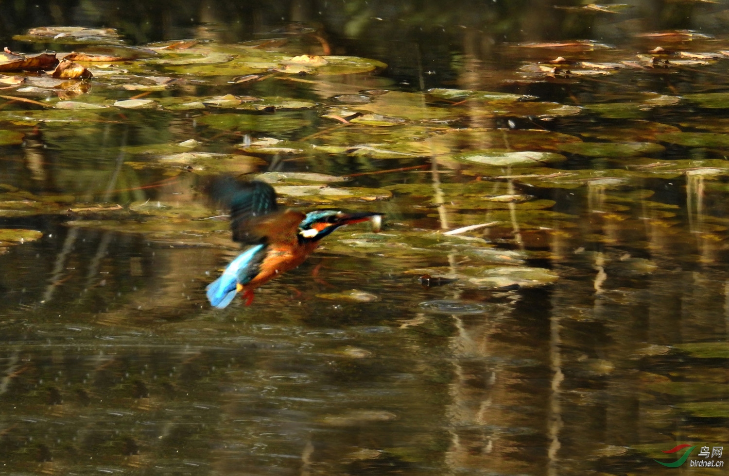 DSCN3186 ����.jpg