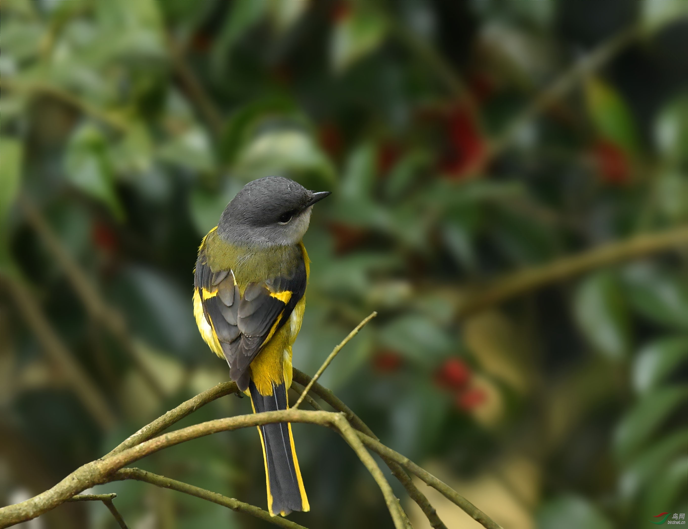 灰喉山椒鸟(雌)