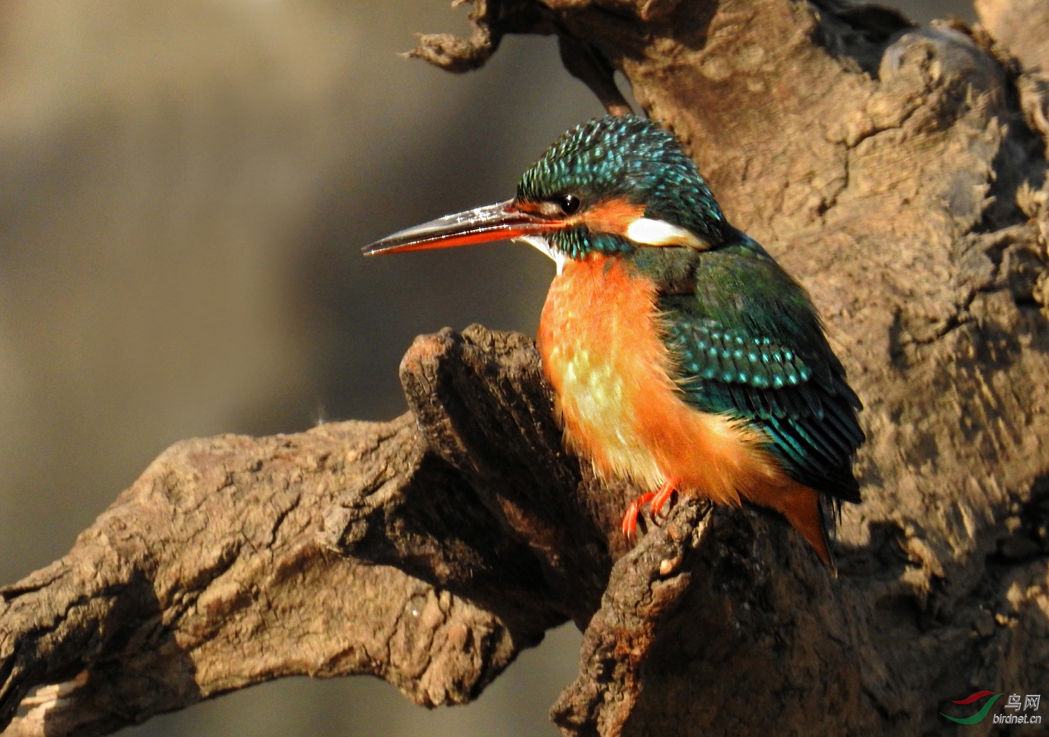 DSCN3235 ����.jpg