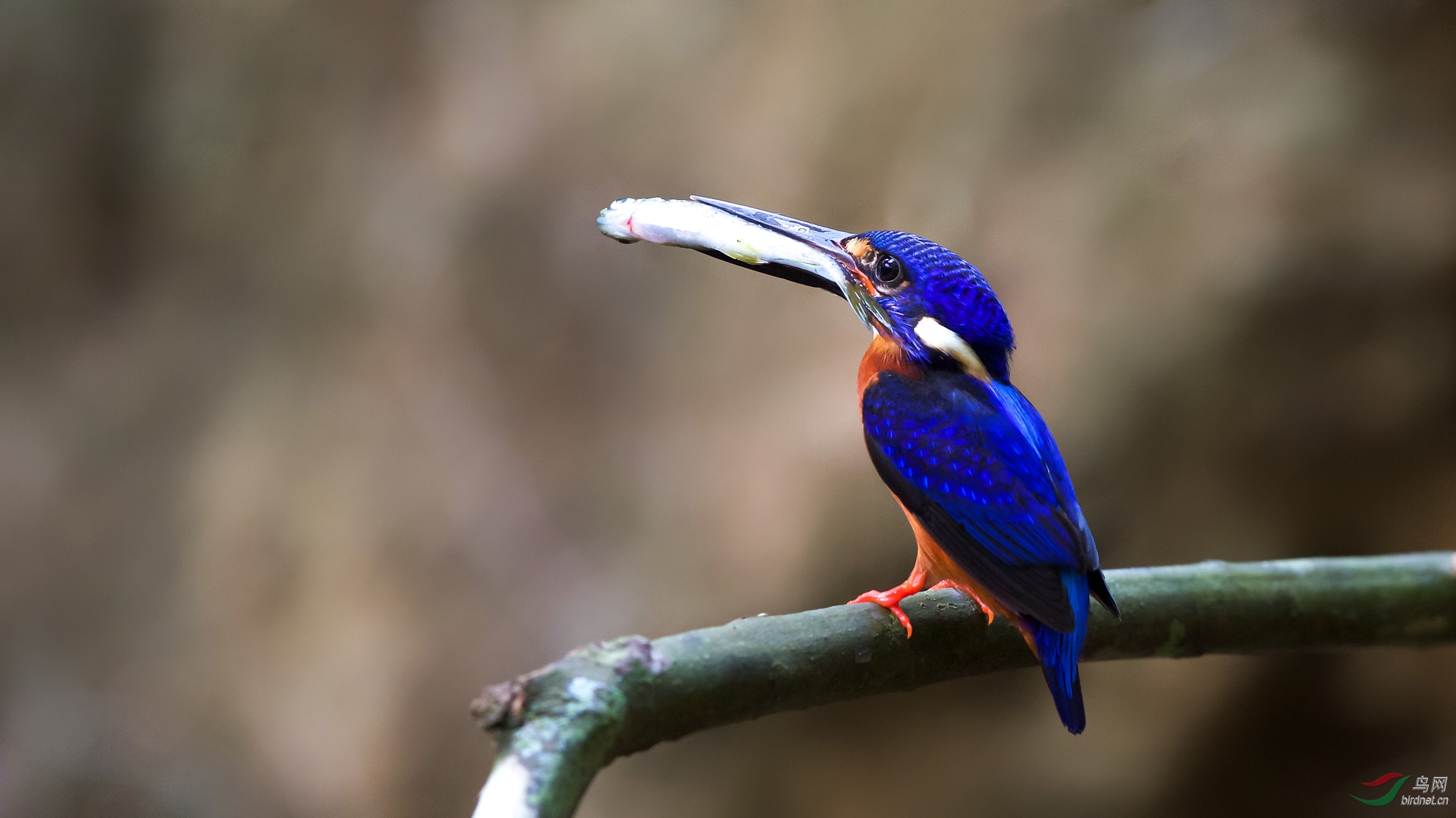 蓝耳翠鸟祝福老师们小年快乐