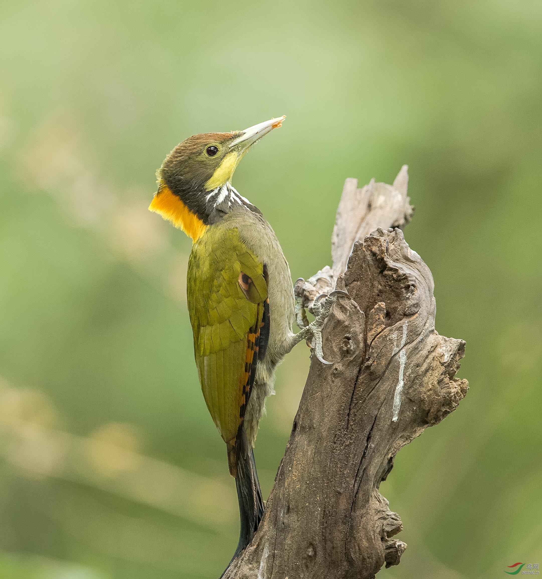 森林医生一大黄冠啄木鸟.