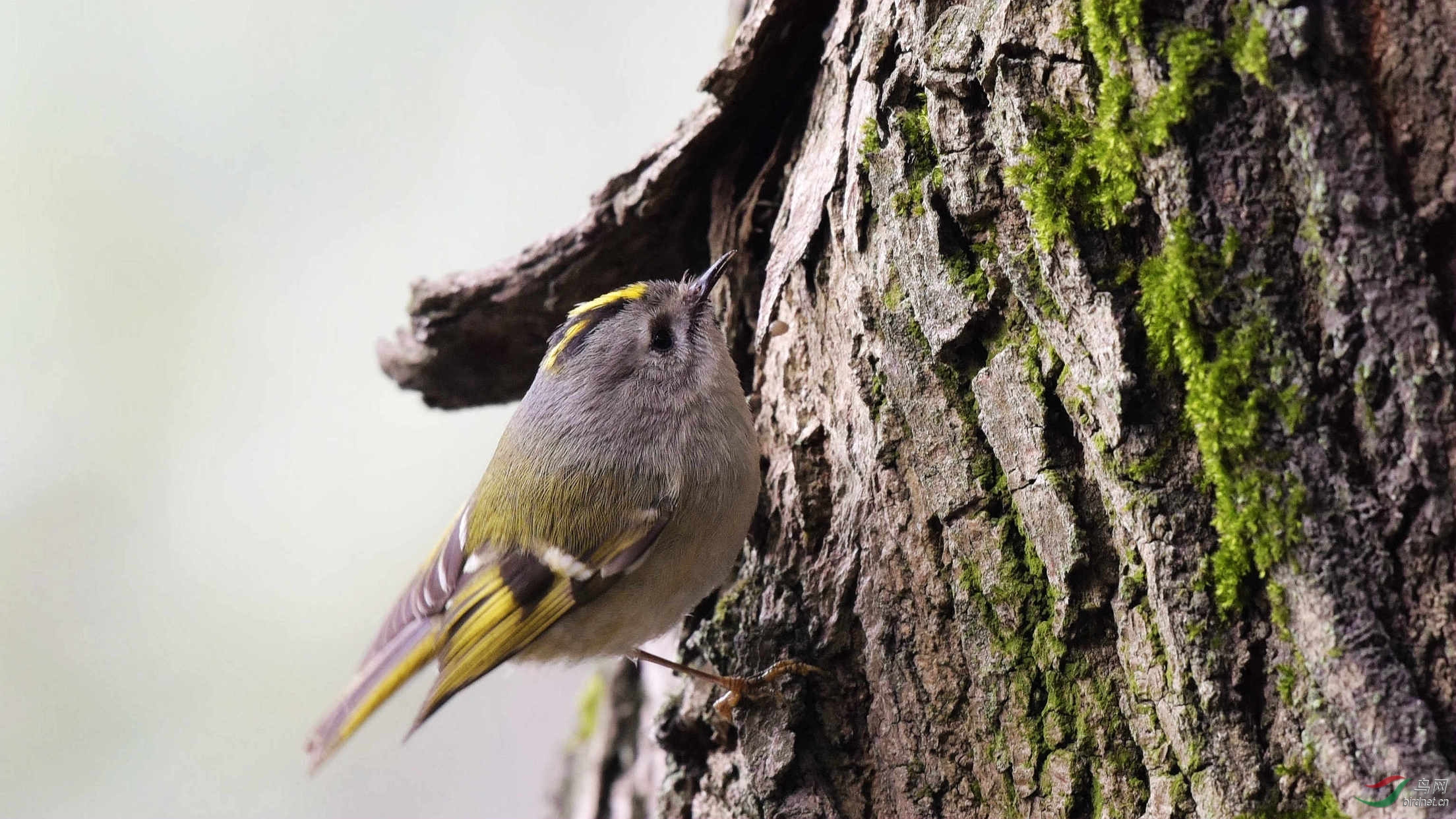 成都喜现金冠戴菊.