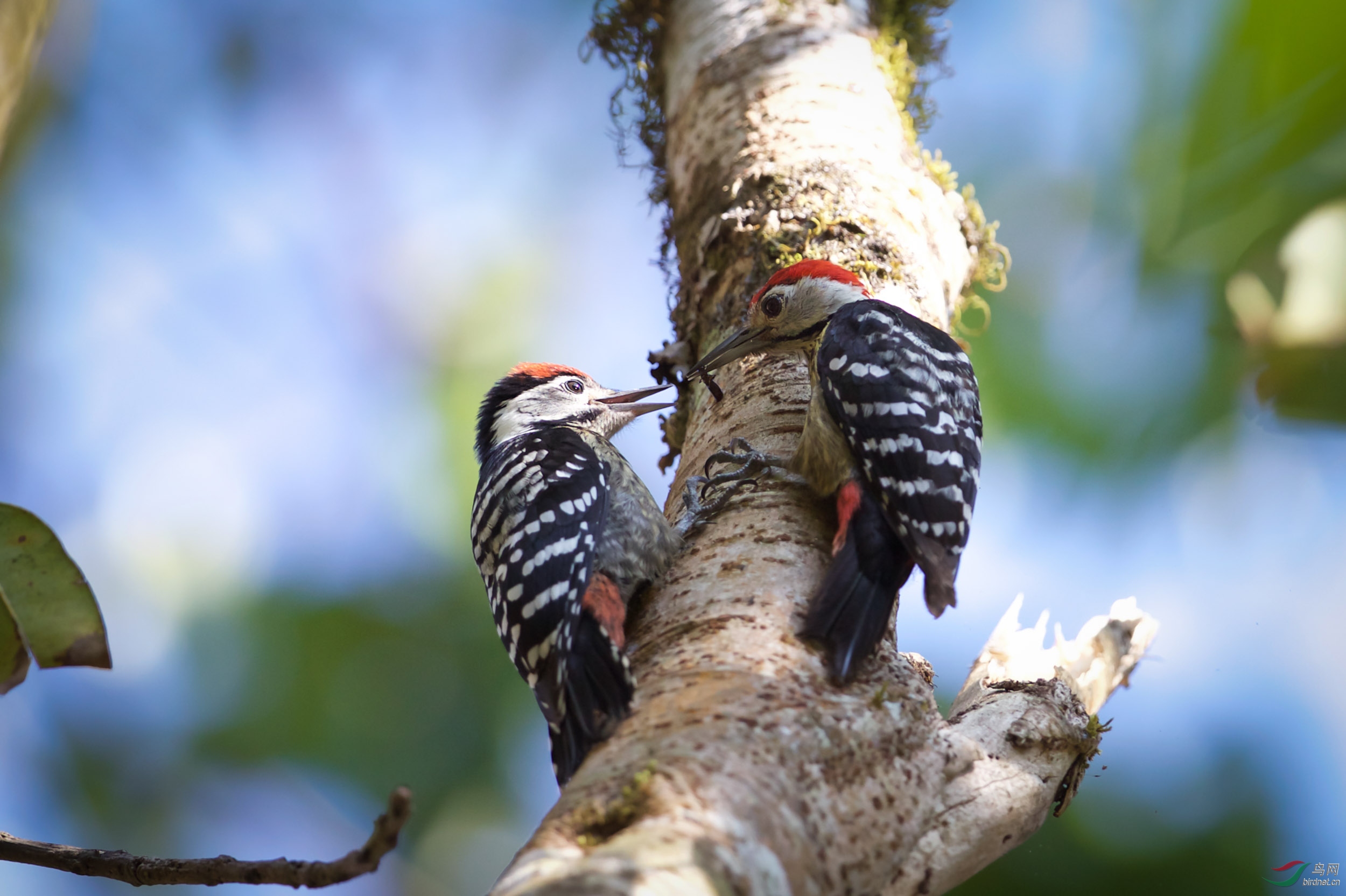 纹胸啄木鸟父子觅食图