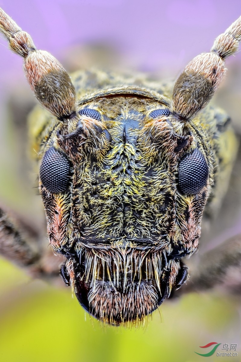 天牛特写